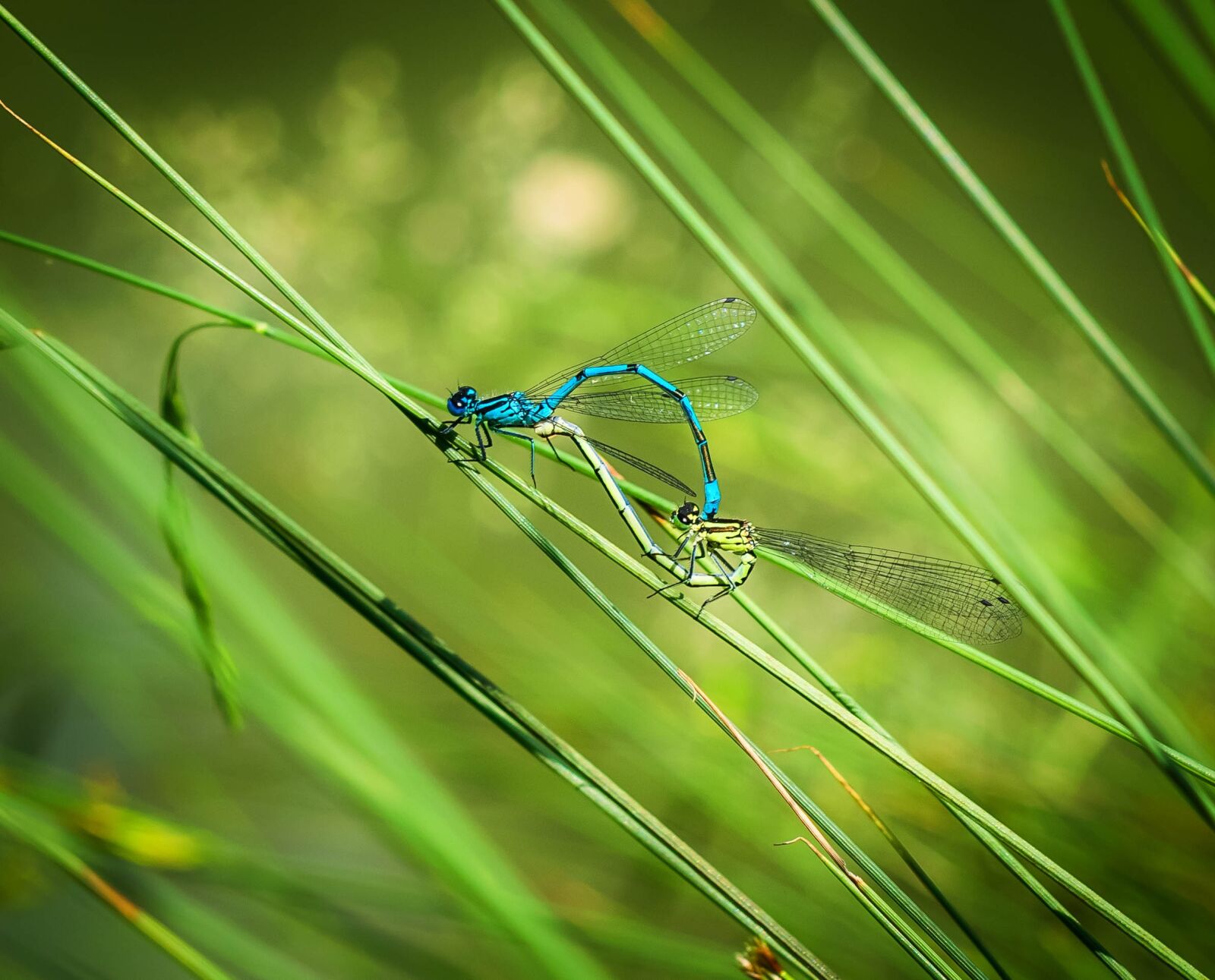 Nikon D3300 sample photo. Dragonfly, pairing, dragonflies mating photography