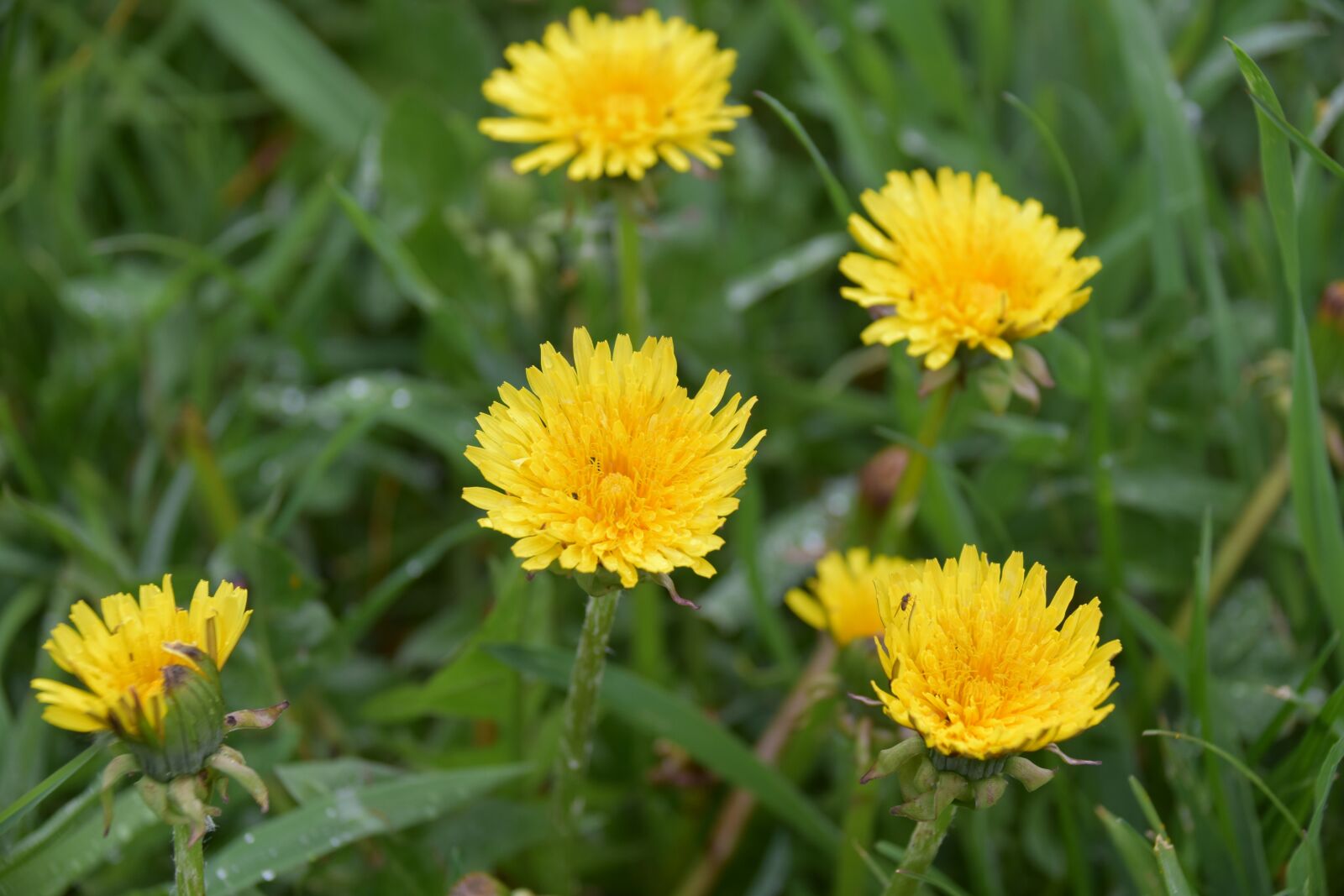 Nikon D5600 sample photo. Flower, dandelion, yellow flower photography
