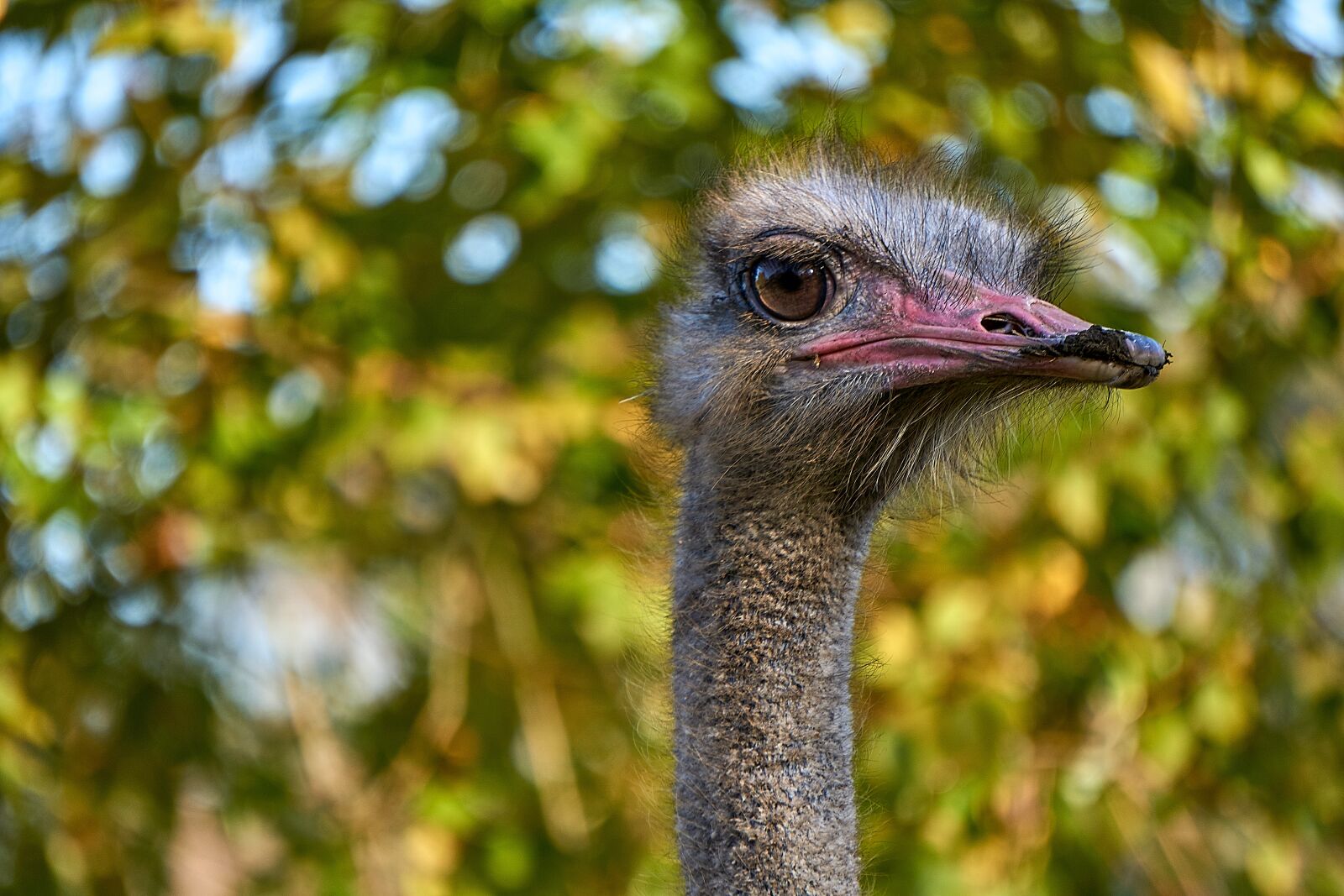 Sony E 55-210mm F4.5-6.3 OSS sample photo. Bouquet, bird, animal photography