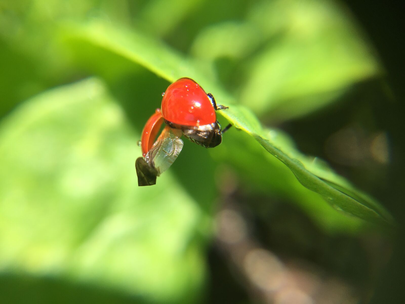 iPhone 6 back camera 4.15mm f/2.2 sample photo. Ladybug, macro, nature photography