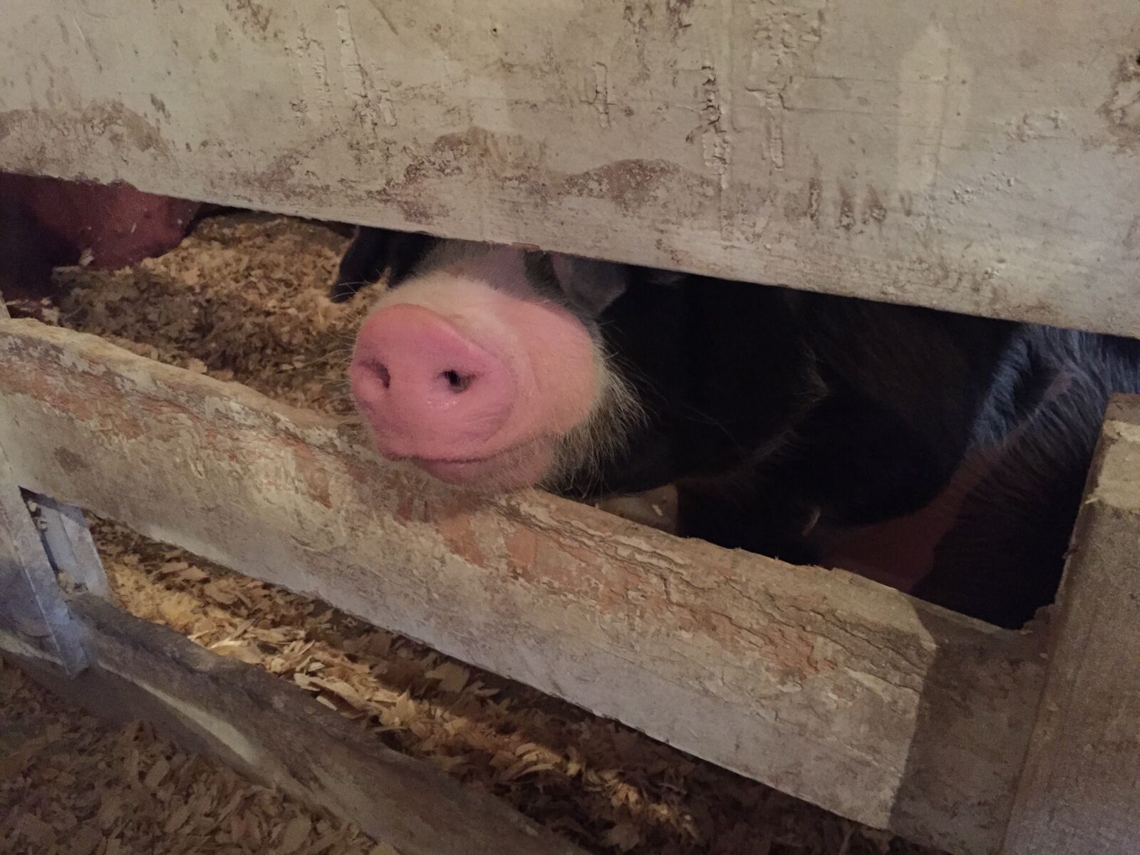 iPhone 6 back camera 4.15mm f/2.2 sample photo. Pig, animal, cute photography