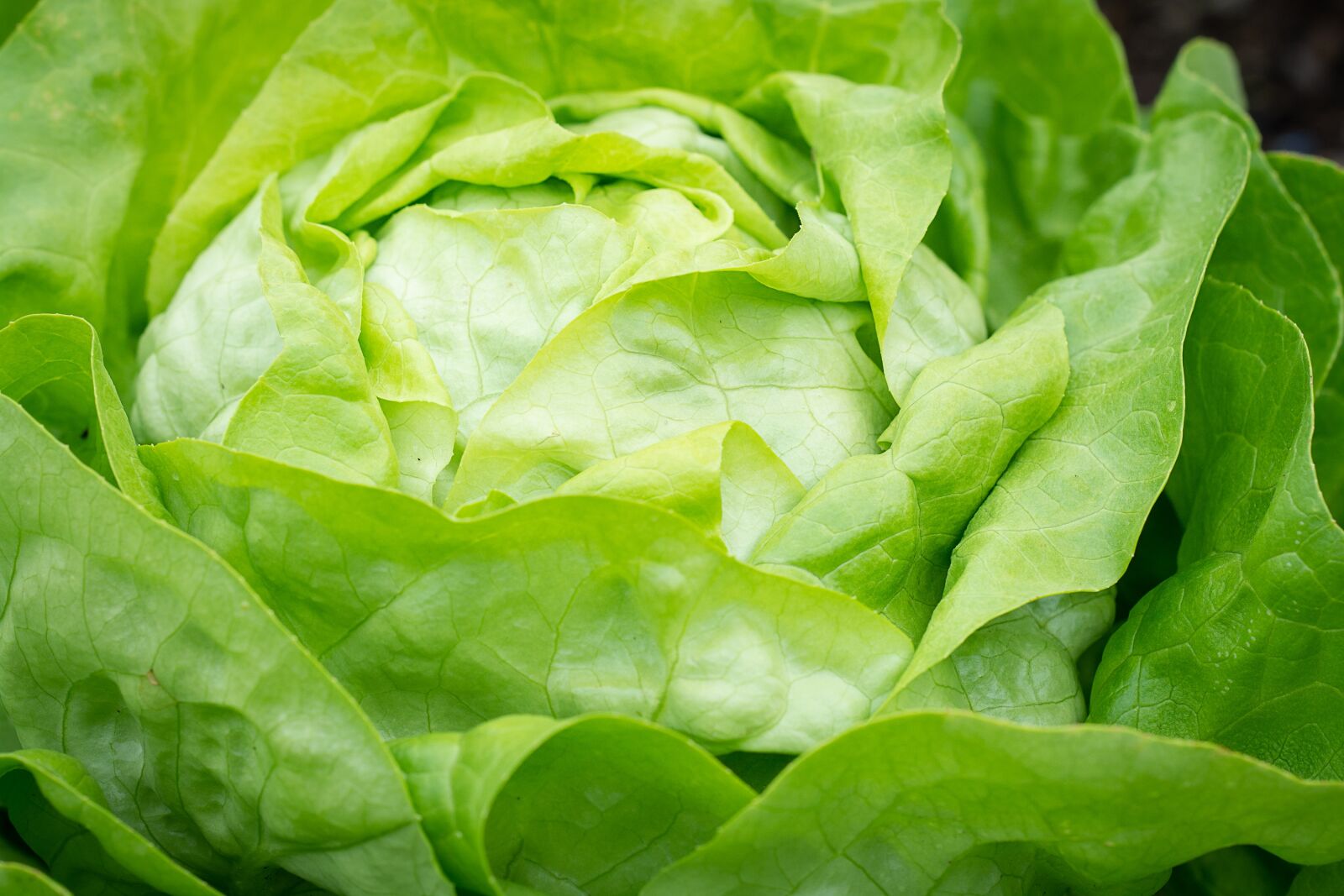 Nikon D7100 sample photo. Salad, lettuce, green photography
