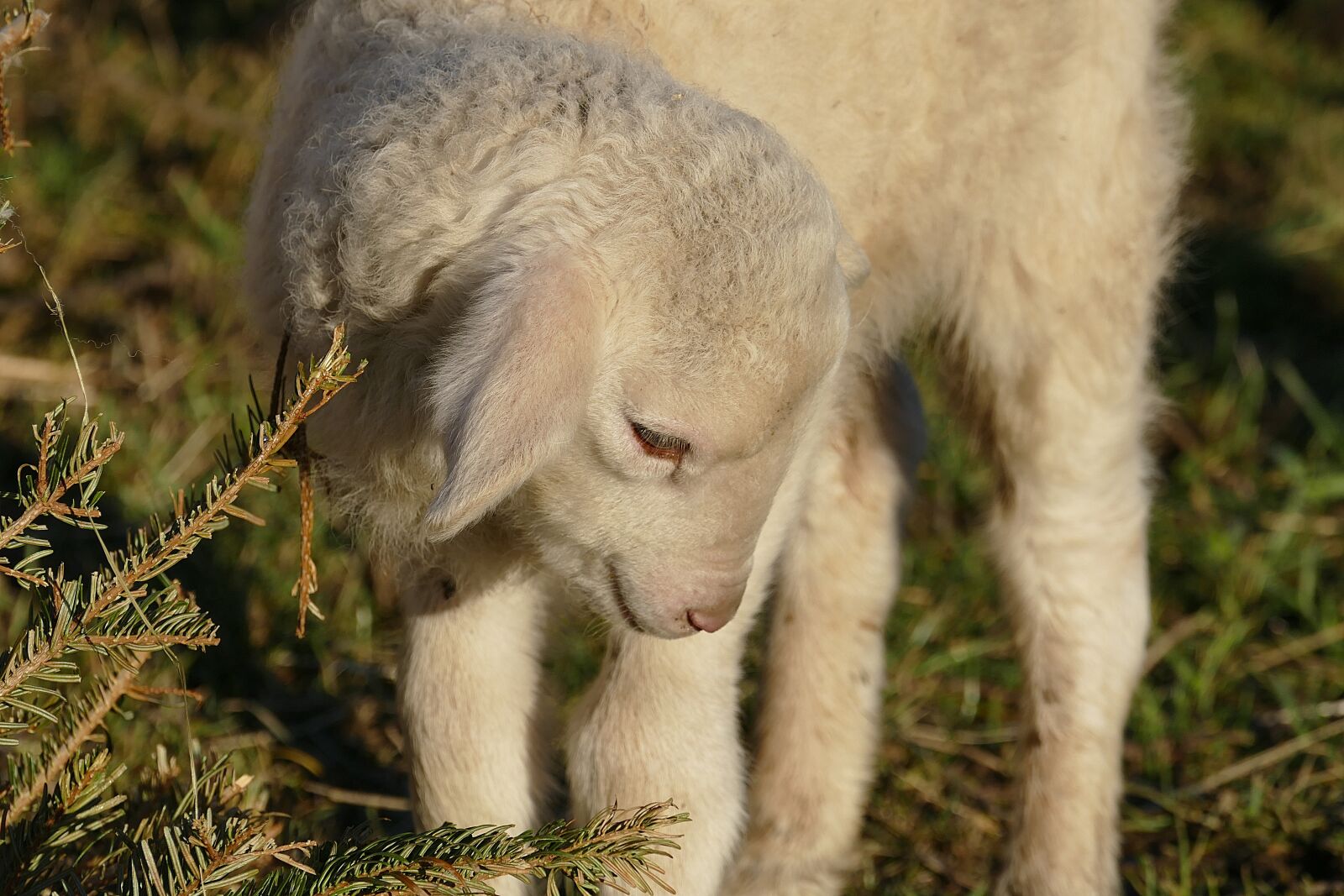 Panasonic Lumix DMC-FZ1000 sample photo. Schäfchen, lamb, passover photography