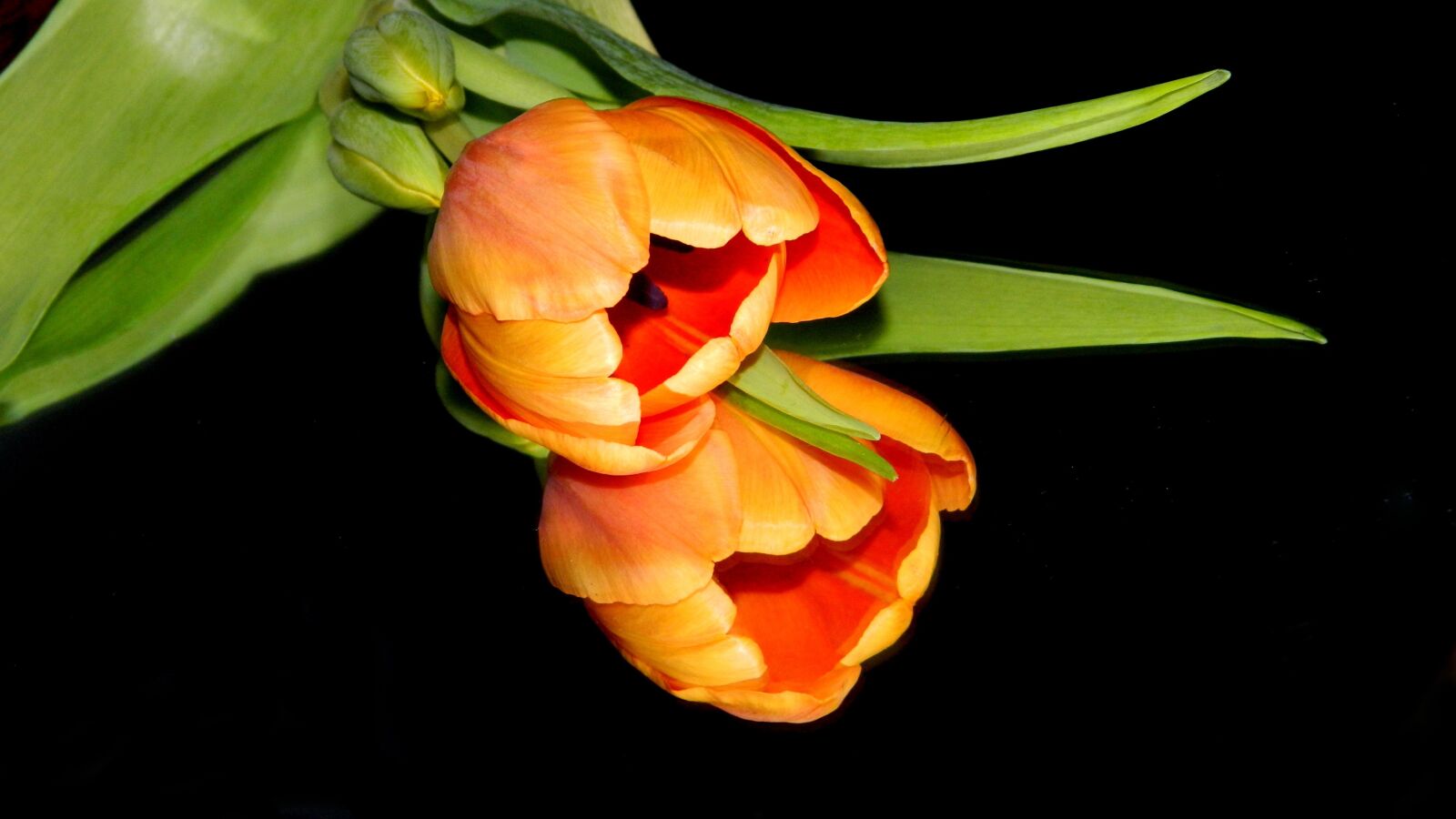 Nikon Coolpix L120 sample photo. Flowers, black background, flora photography