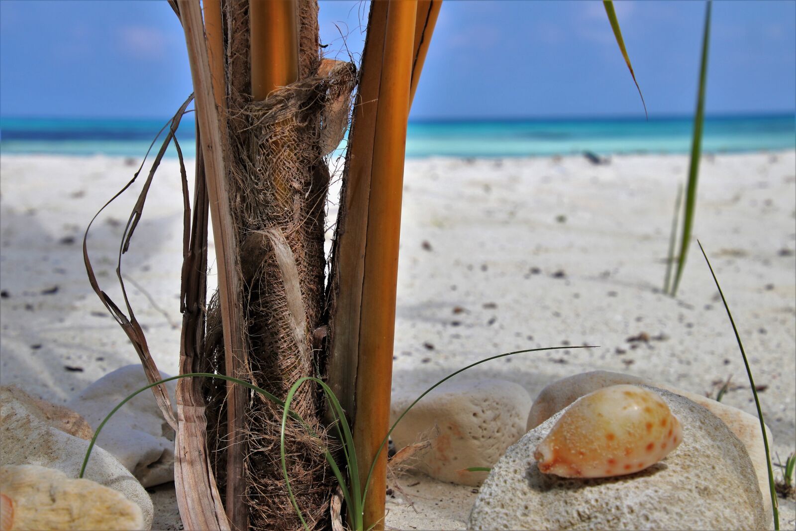 Canon EOS 80D sample photo. Maldives, sand, ocean photography