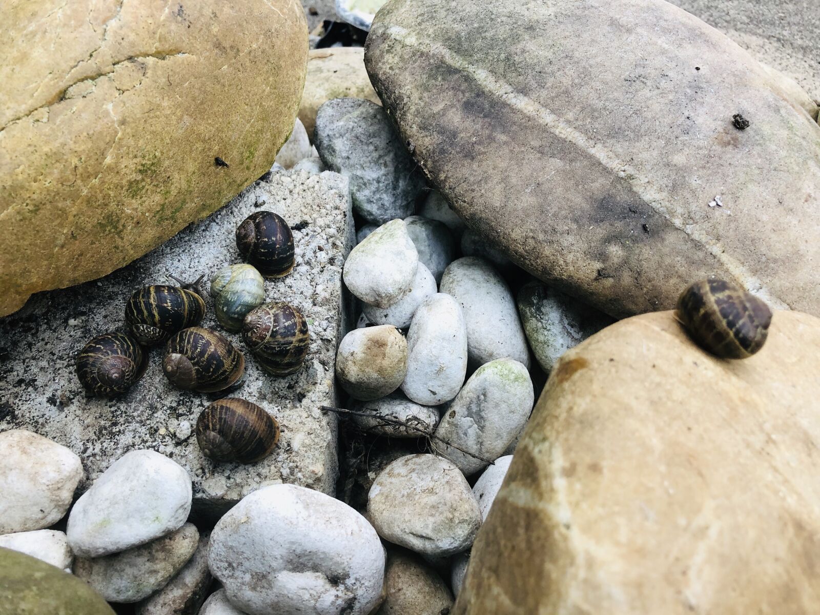 Apple iPhone 8 sample photo. Spotted snail, stones, nature photography