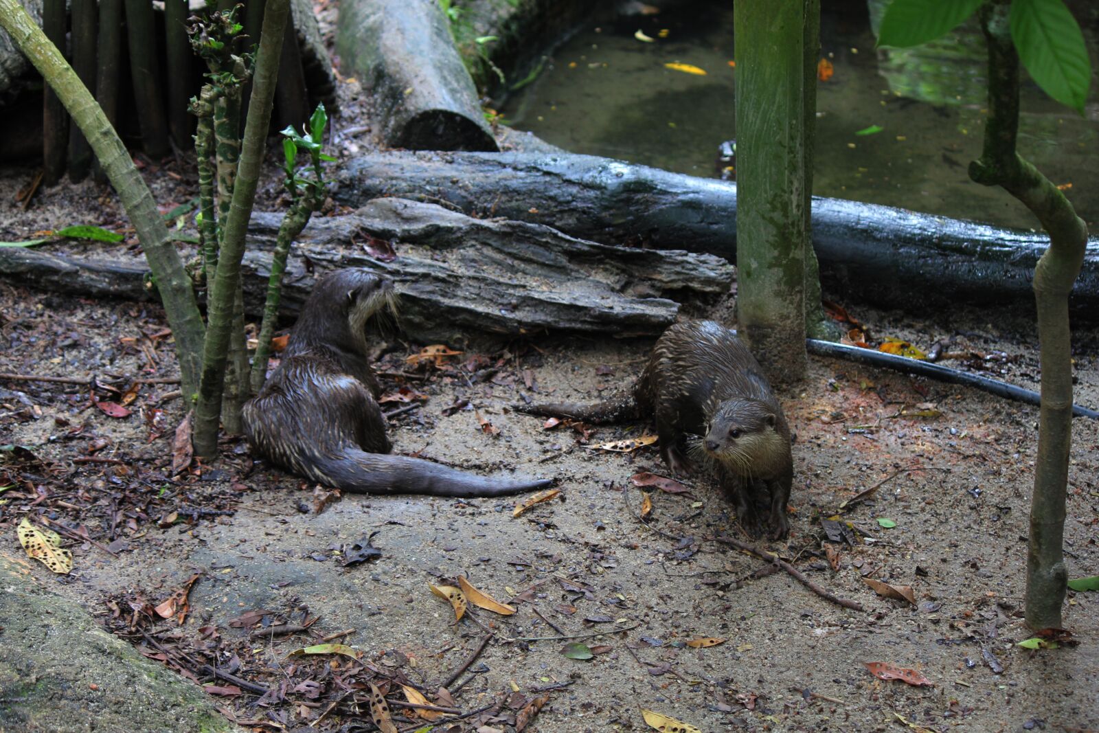 Canon EOS 550D (EOS Rebel T2i / EOS Kiss X4) sample photo. Otter, water, animal photography