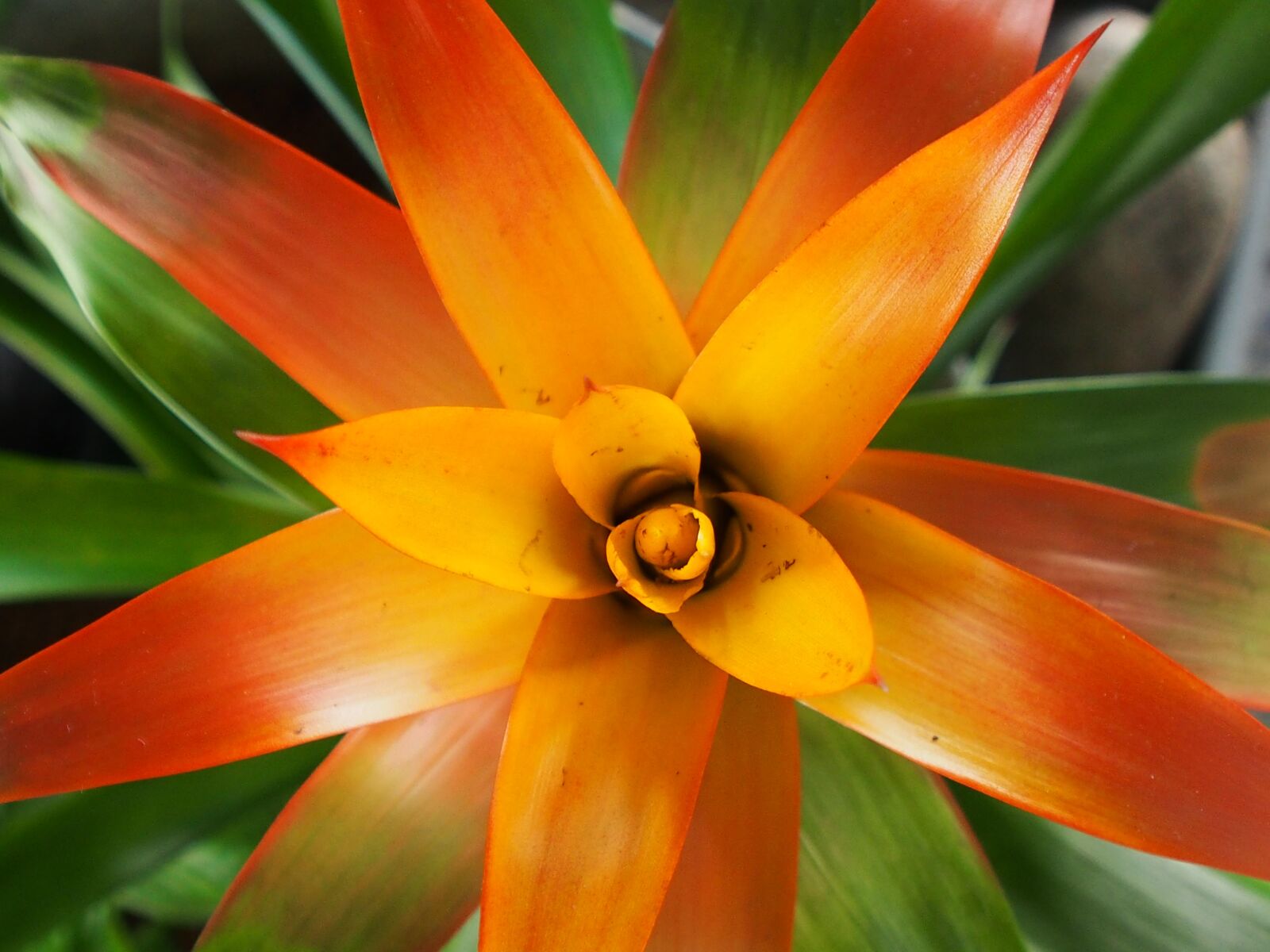 Olympus OM-D E-M5 sample photo. Potted plant, exotic, green photography