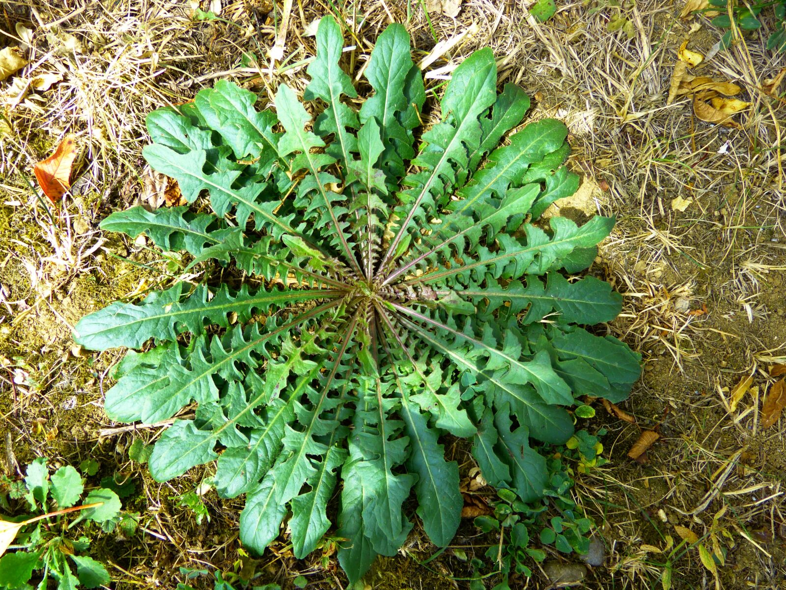 Panasonic Lumix DMC-FZ150 sample photo. Dandelion leaves, dandelion, leaves photography