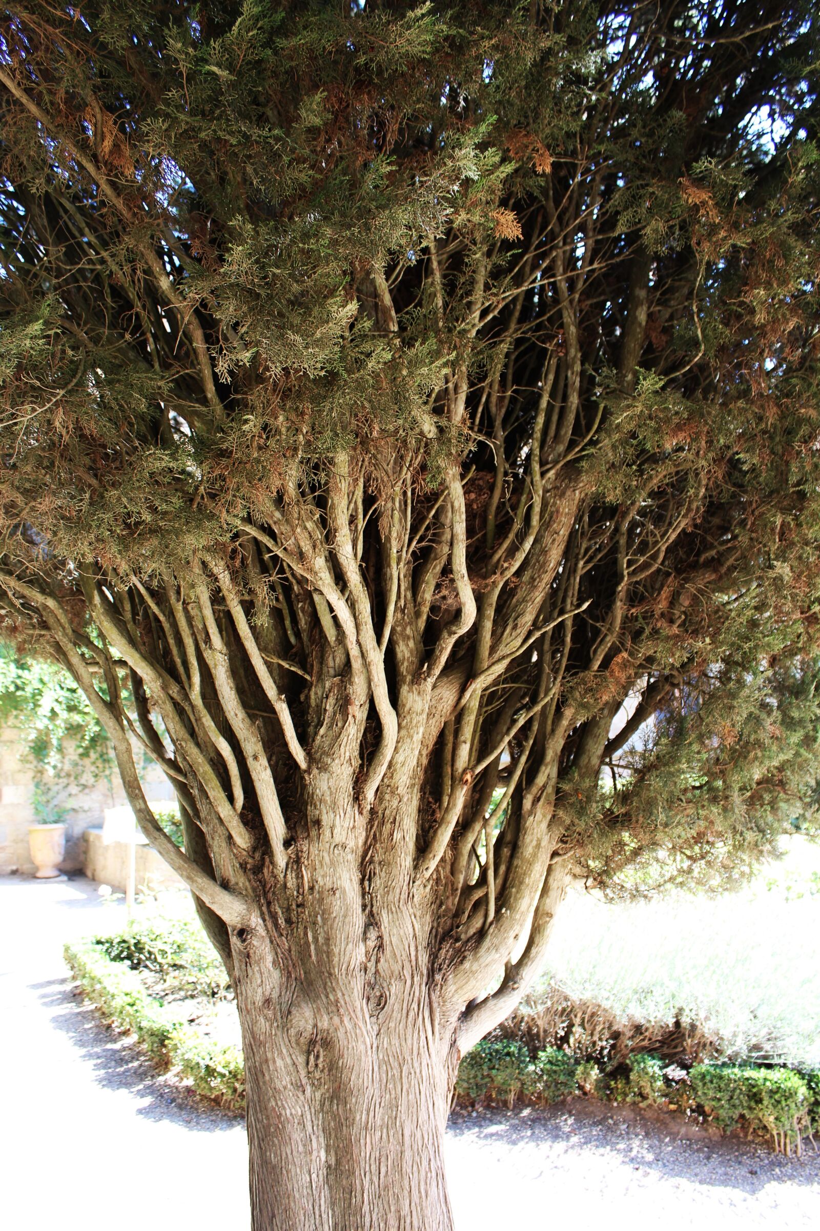 Canon EOS 1200D (EOS Rebel T5 / EOS Kiss X70 / EOS Hi) sample photo. Pine, tree, conifer photography
