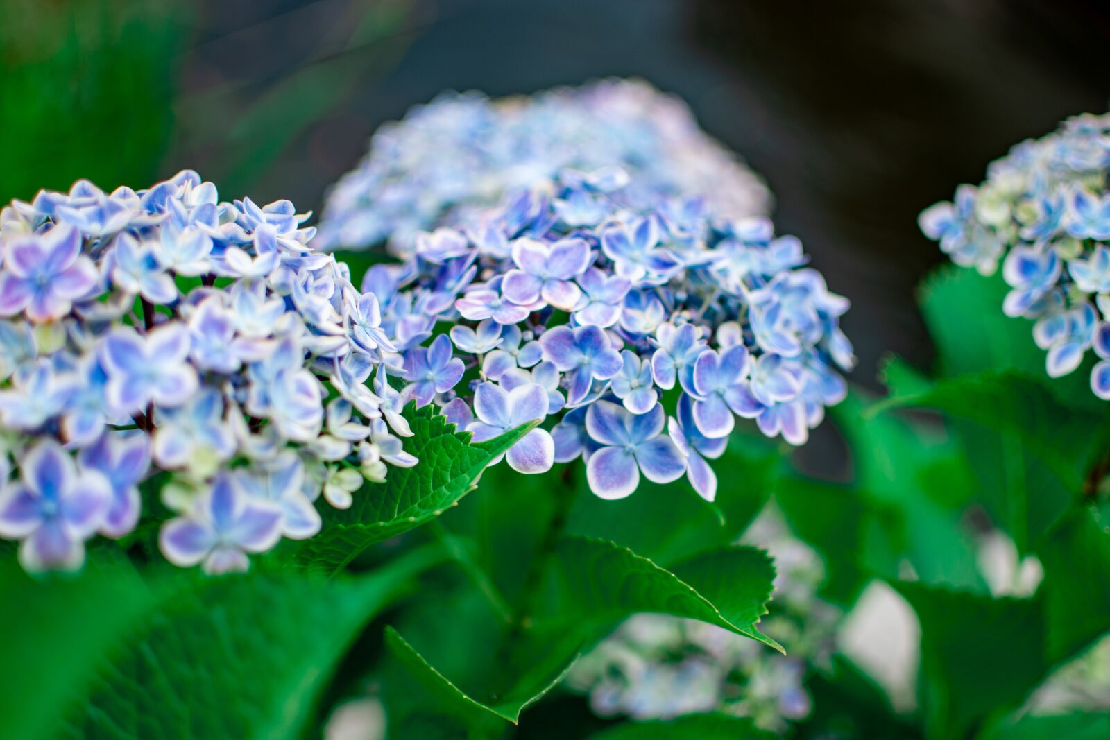 Nikon D7100 sample photo. Flowers, flower, nature photography