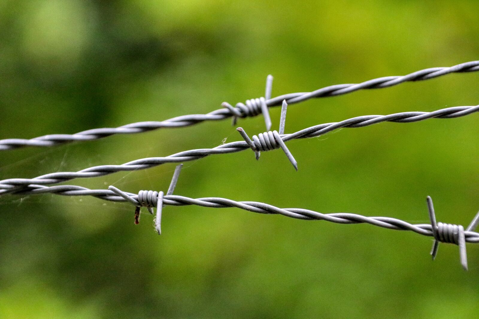 Canon EOS 80D sample photo. Barbed wire, security, fence photography