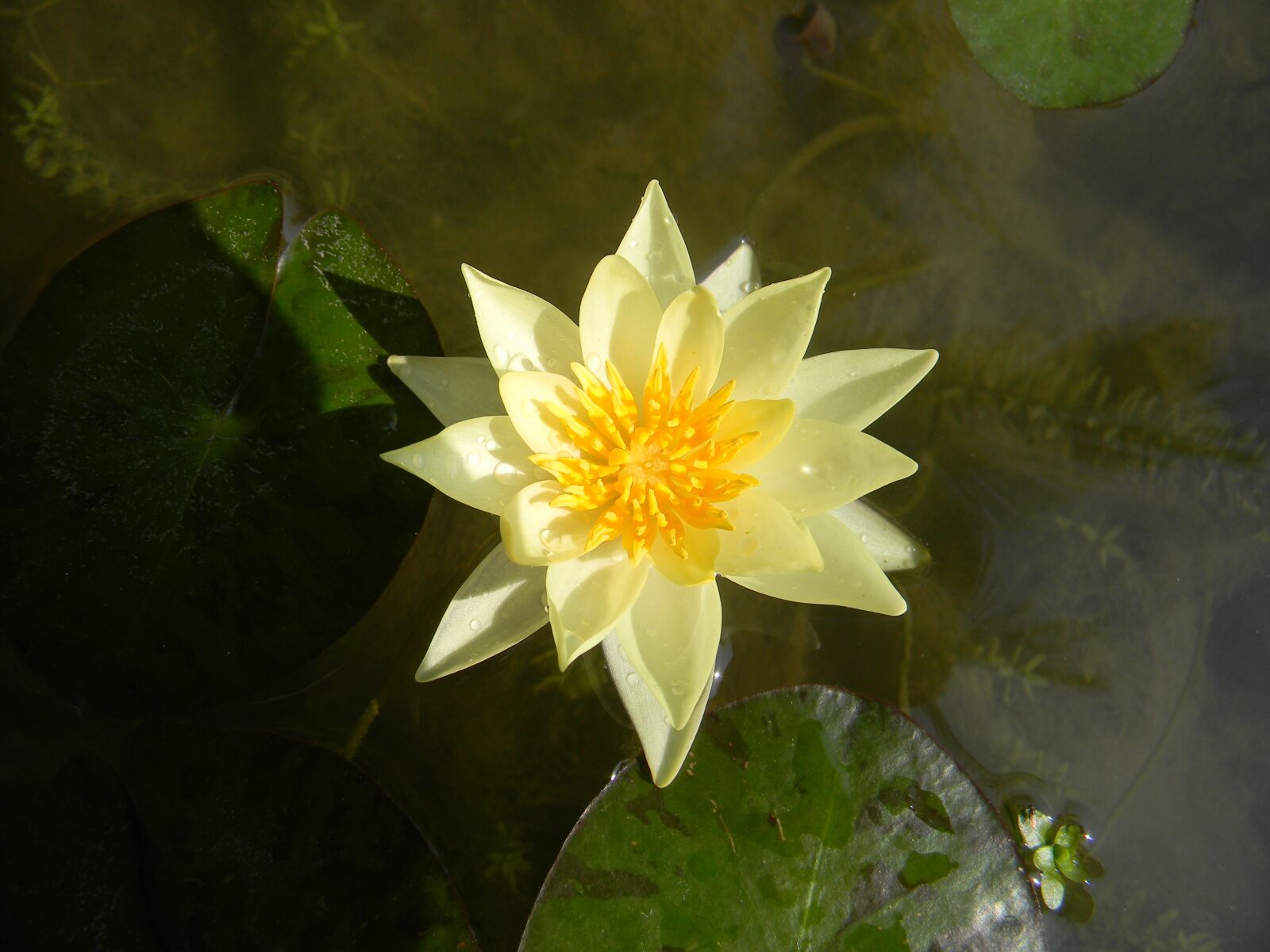 Nikon Coolpix L110 sample photo. Water lily, flower, nymphaea photography