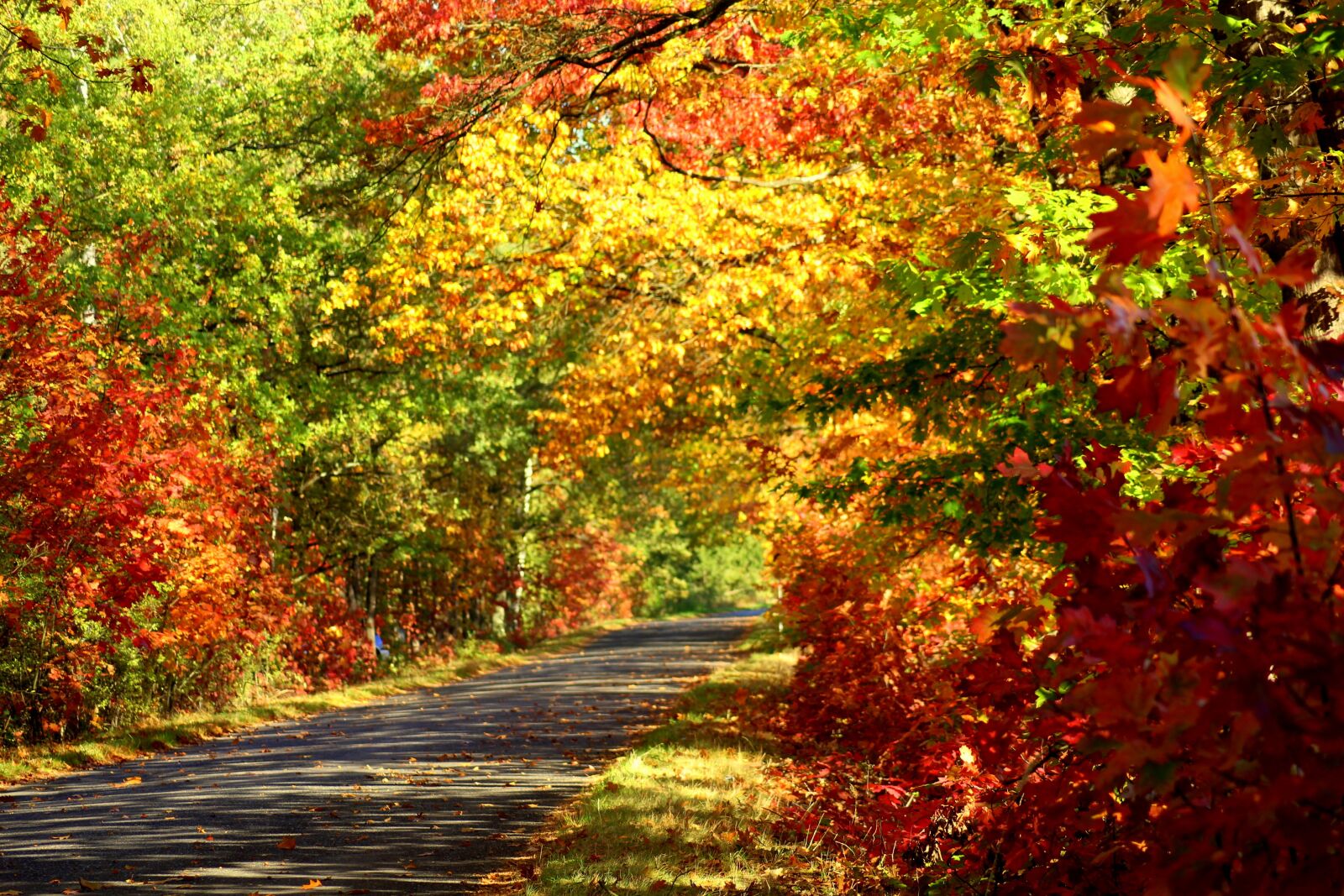 Canon EOS 1200D (EOS Rebel T5 / EOS Kiss X70 / EOS Hi) sample photo. Autumn, colorful tree, foliage photography