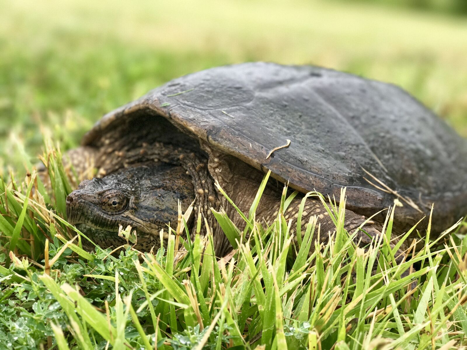iPhone 7 Plus back dual camera 6.6mm f/2.8 sample photo. Turtle in grass, turtle photography