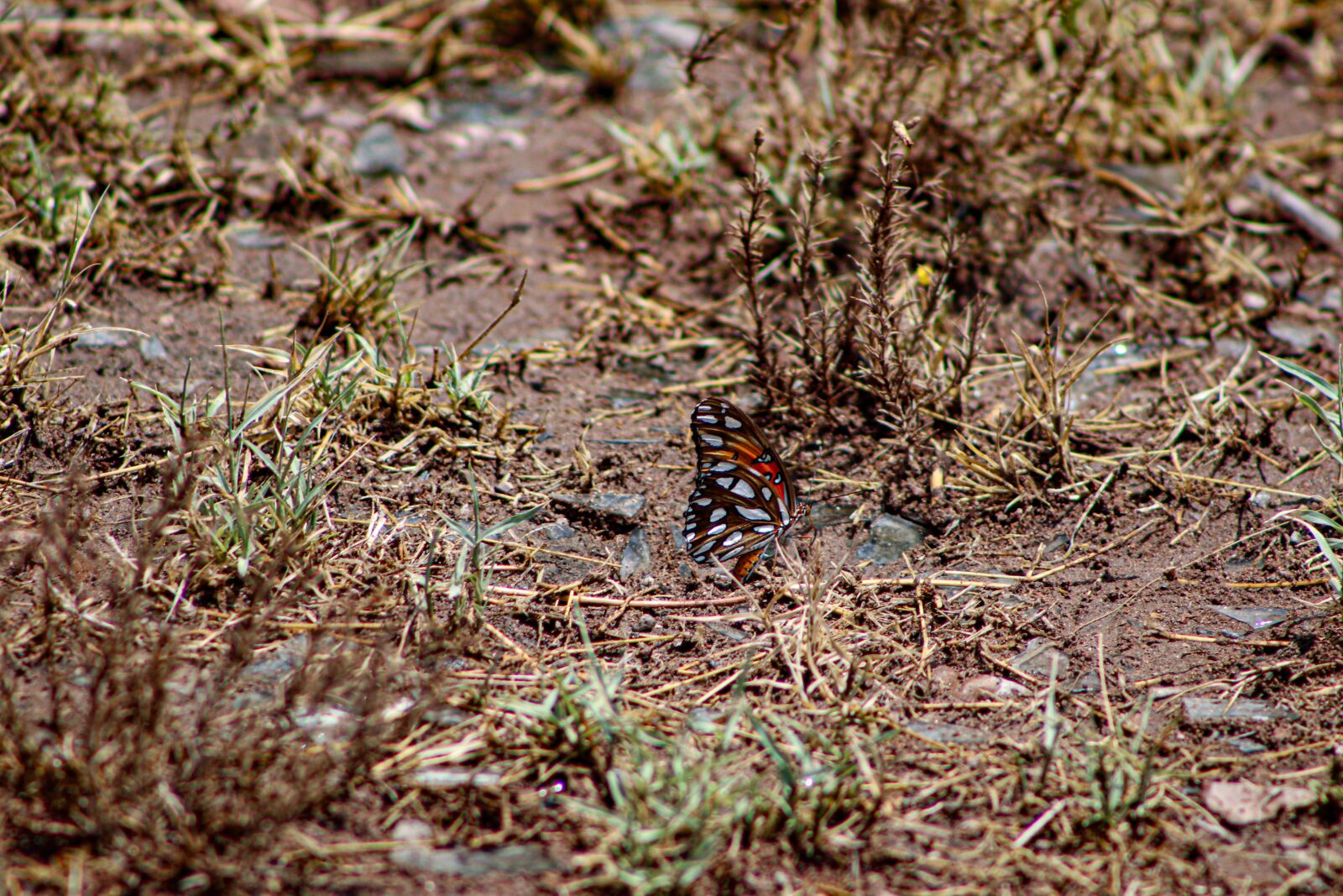 Canon EOS 80D sample photo. Butterfly, ling, insect photography