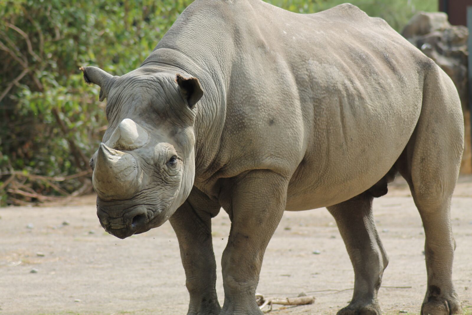Canon EOS 1100D (EOS Rebel T3 / EOS Kiss X50) sample photo. Rhino, zoo, panzer photography