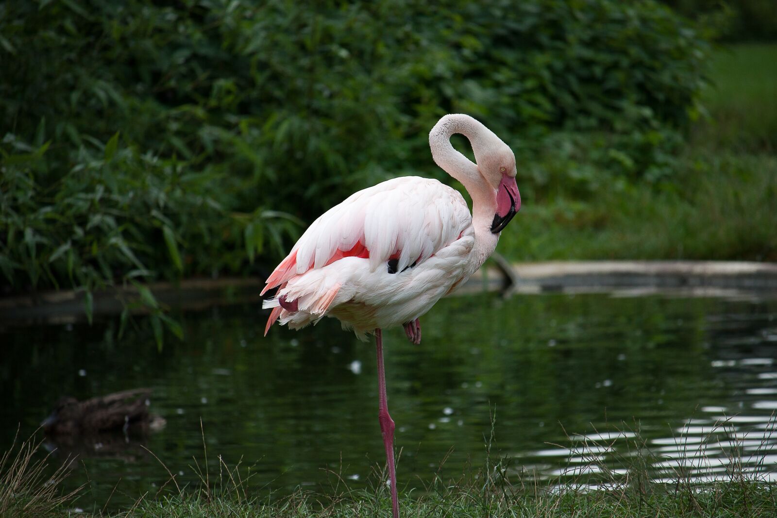 Canon EOS 50D + Canon EF-S 55-250mm F4-5.6 IS STM sample photo. Flamingo, animal, water bird photography