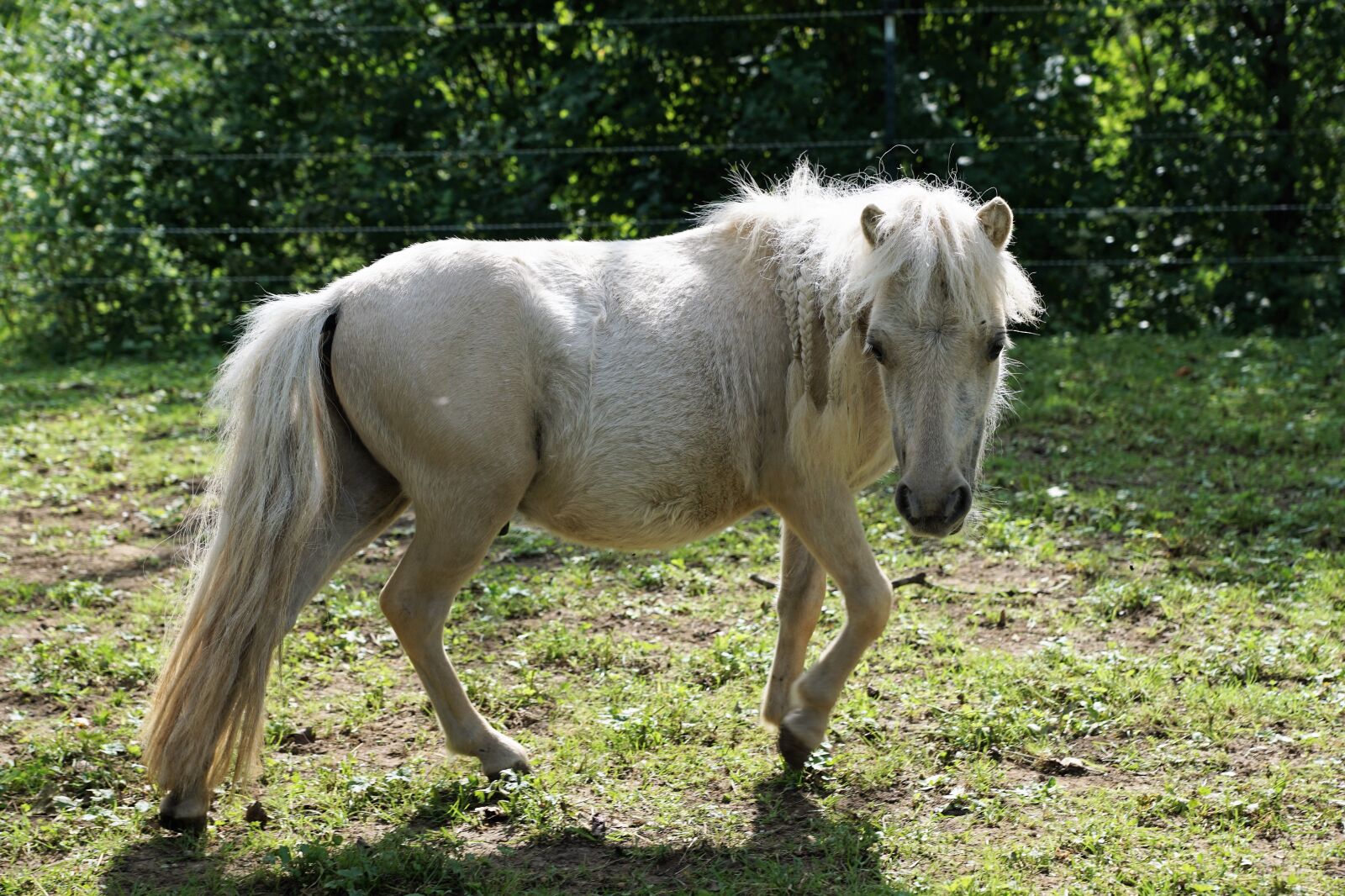 Sony ILCA-77M2 + Sony DT 16-50mm F2.8 SSM sample photo. Pony, horse, white photography