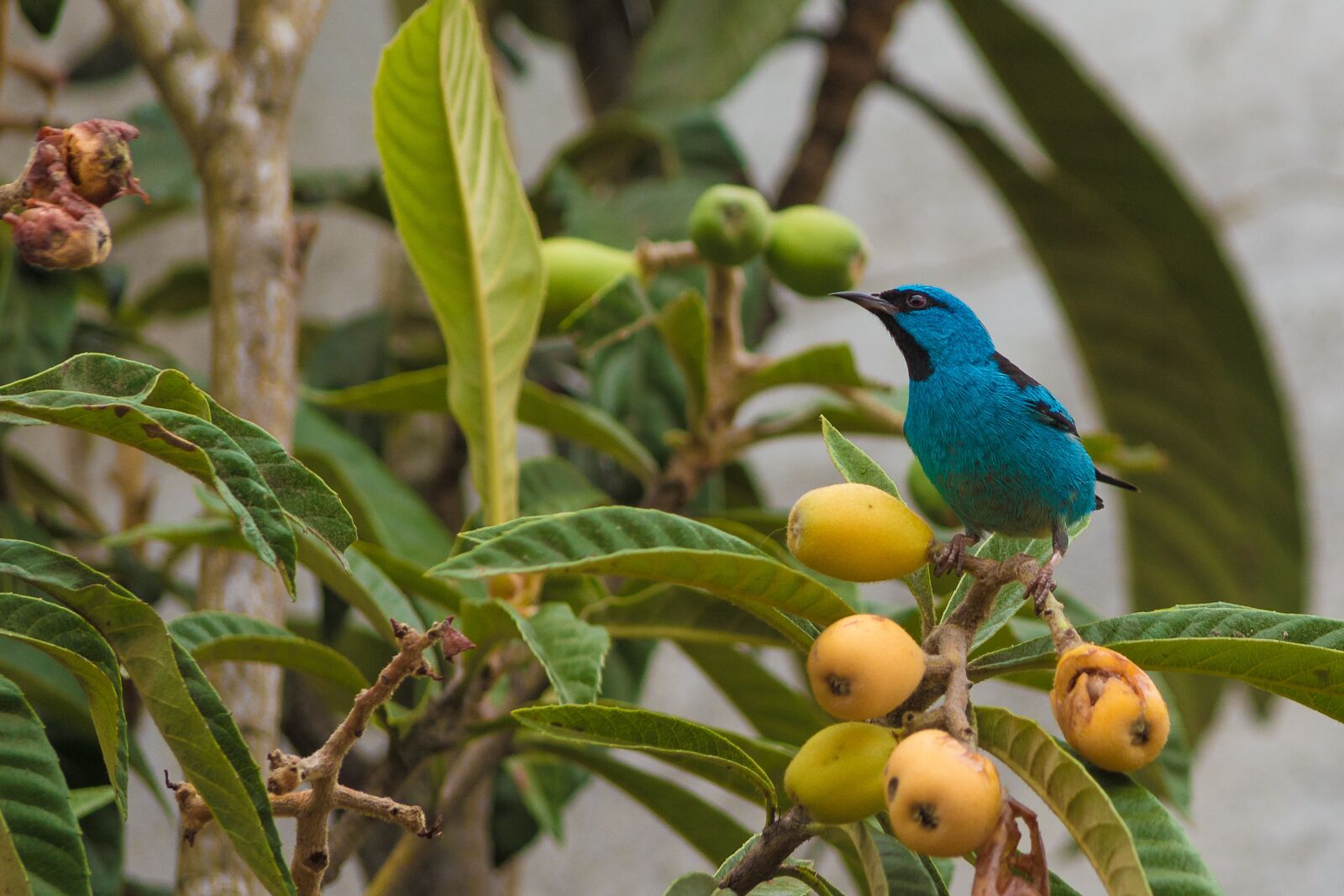 Nikon D7100 sample photo. Bird, nature, blue photography