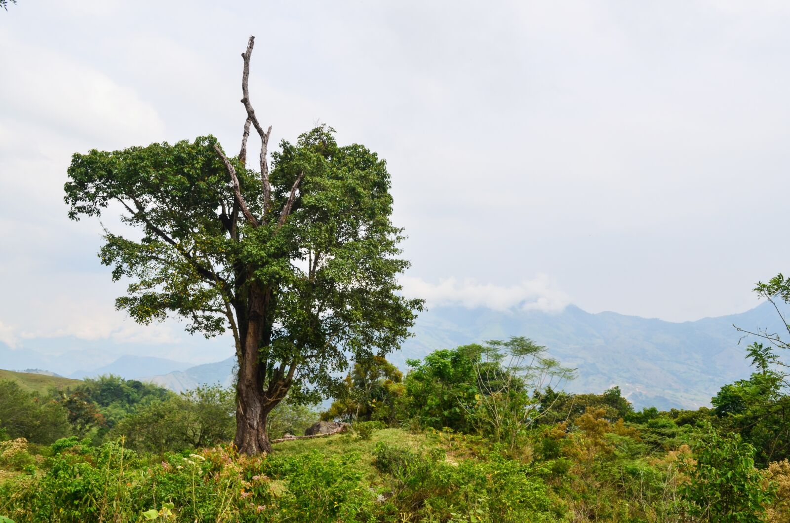 Nikon D5100 sample photo. Landscape, field, tree photography