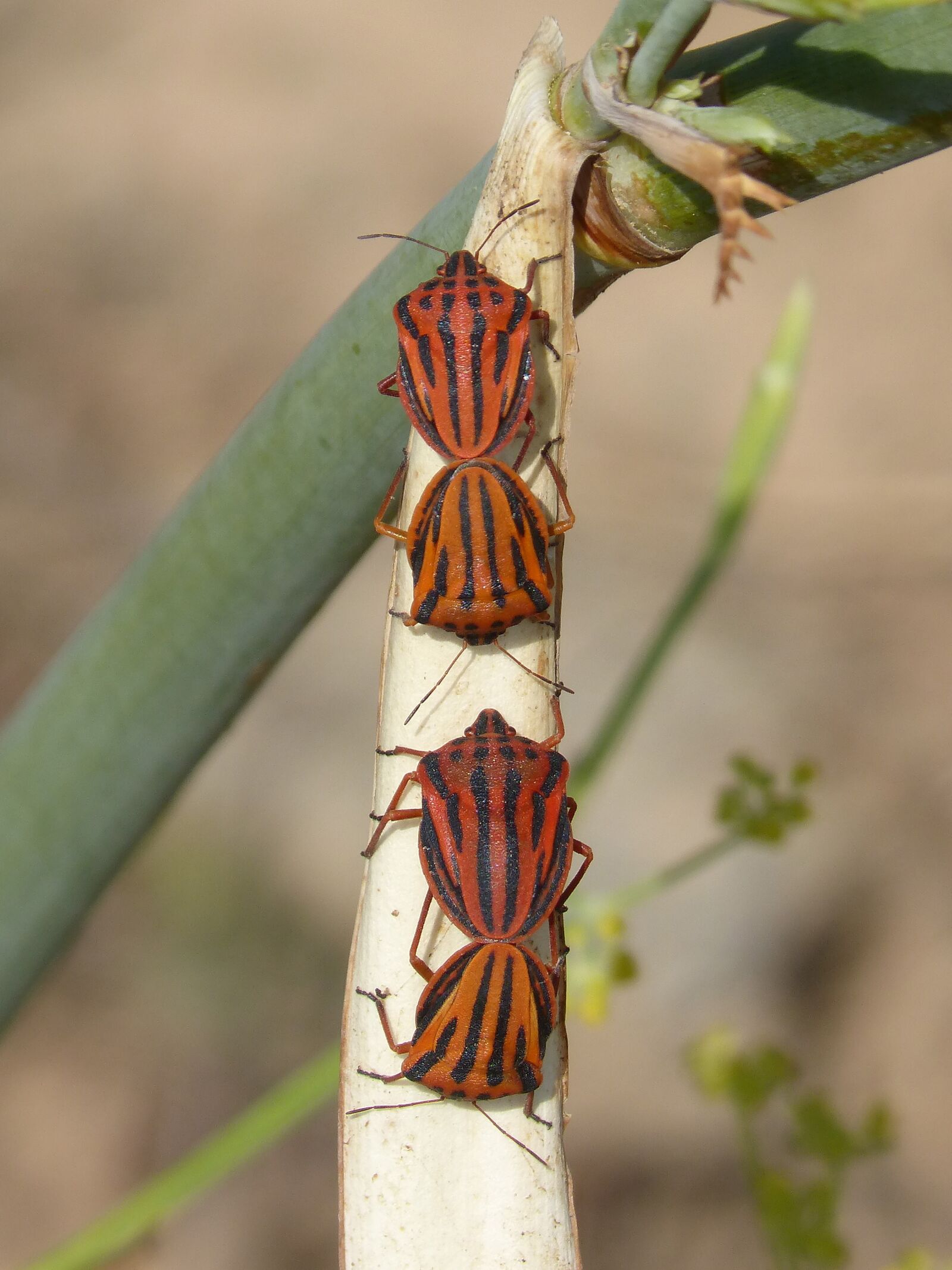 Panasonic DMC-FZ62 sample photo. Beetle, striped, insect photography