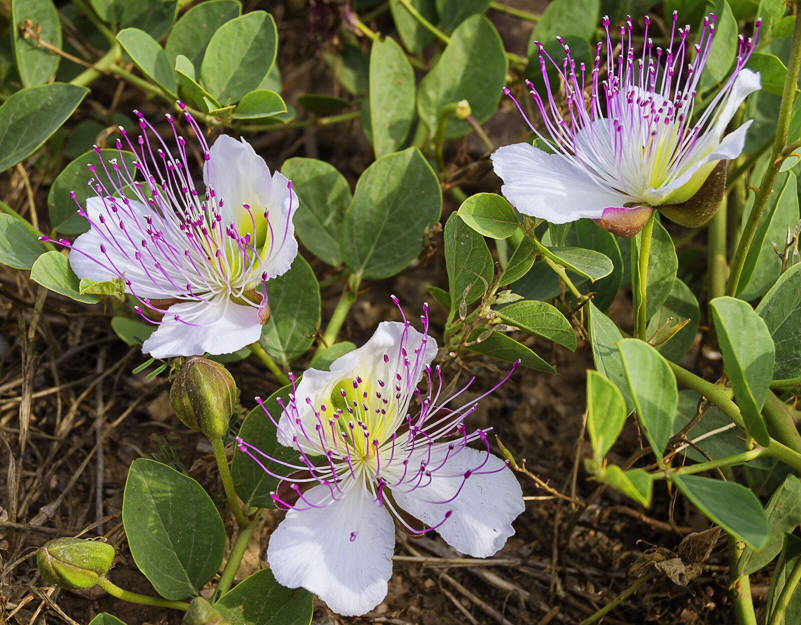 Nikon D3200 sample photo. Flowers, caper, mediterranean plant photography