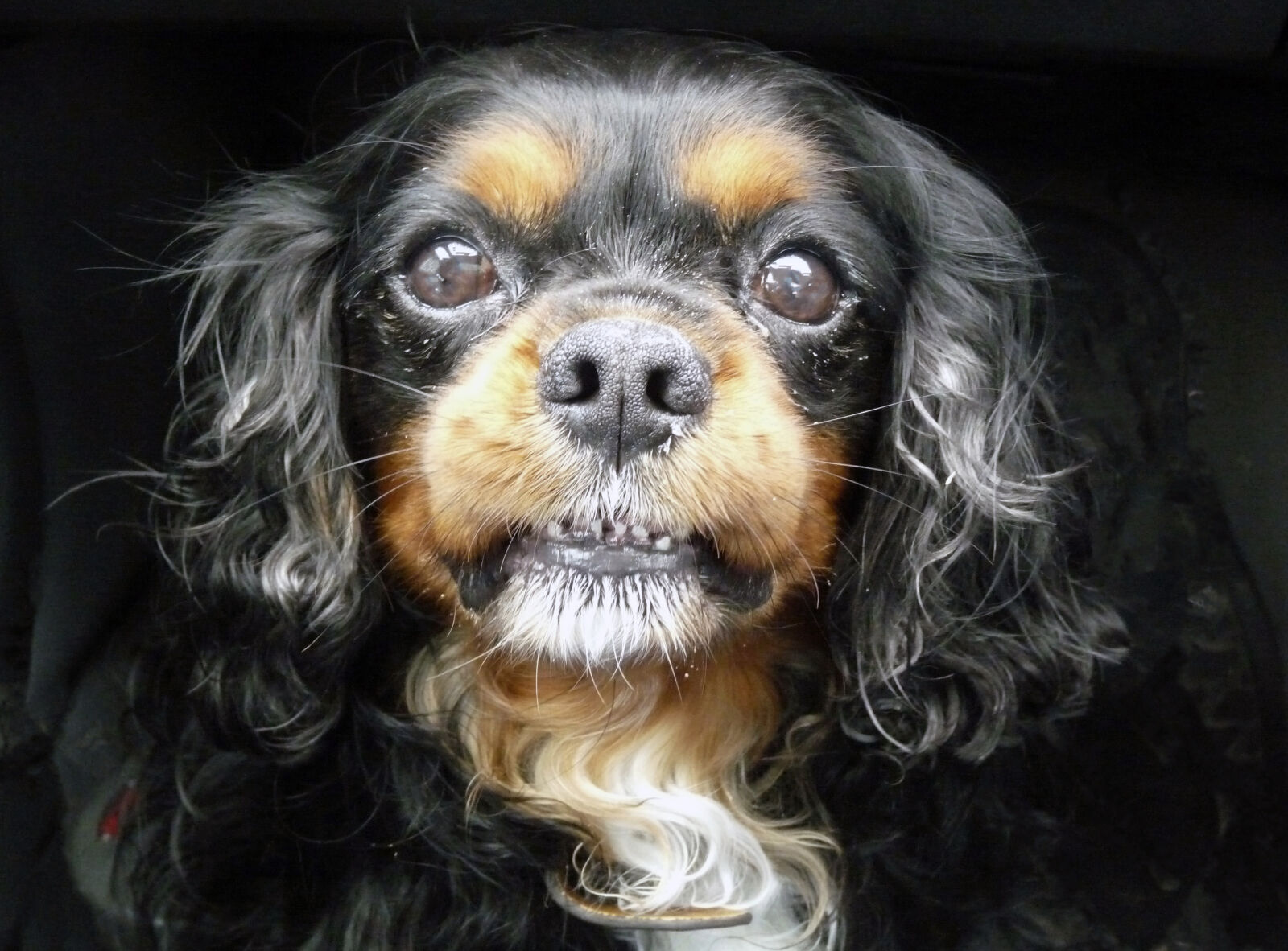 Panasonic Lumix DMC-FZ28 sample photo. Cavalier, king, charles, dog photography