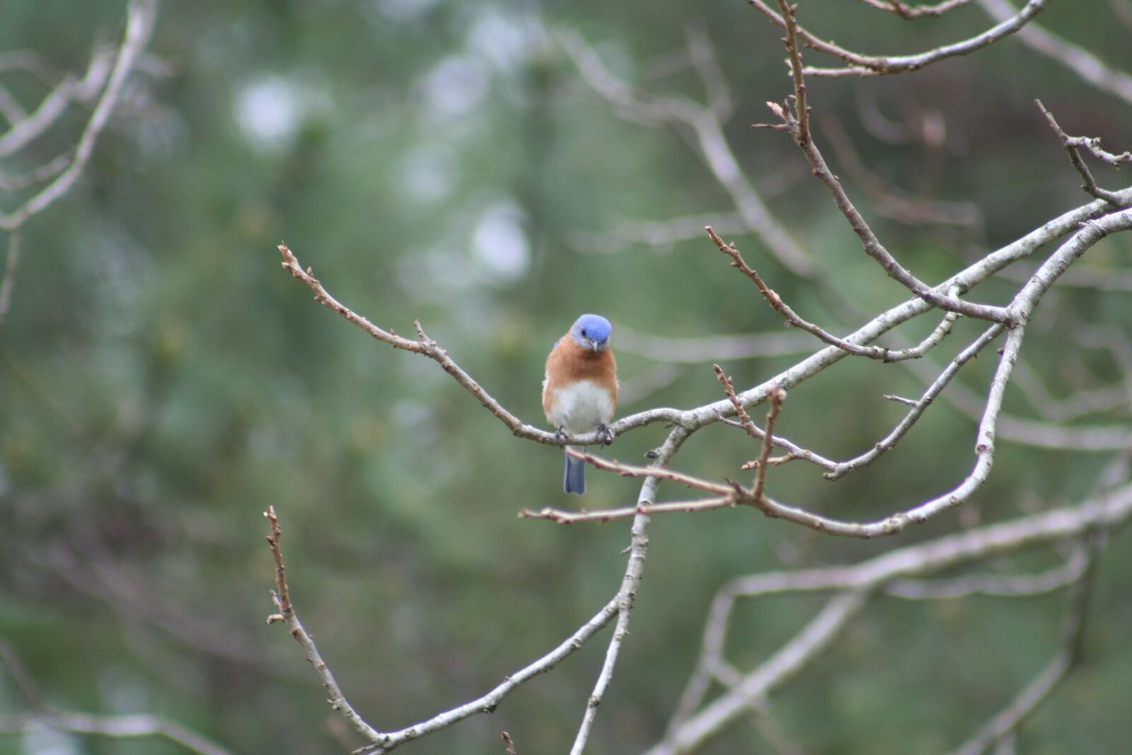 Canon EOS 350D (EOS Digital Rebel XT / EOS Kiss Digital N) sample photo. Bluebird, eastern, bluebird photography