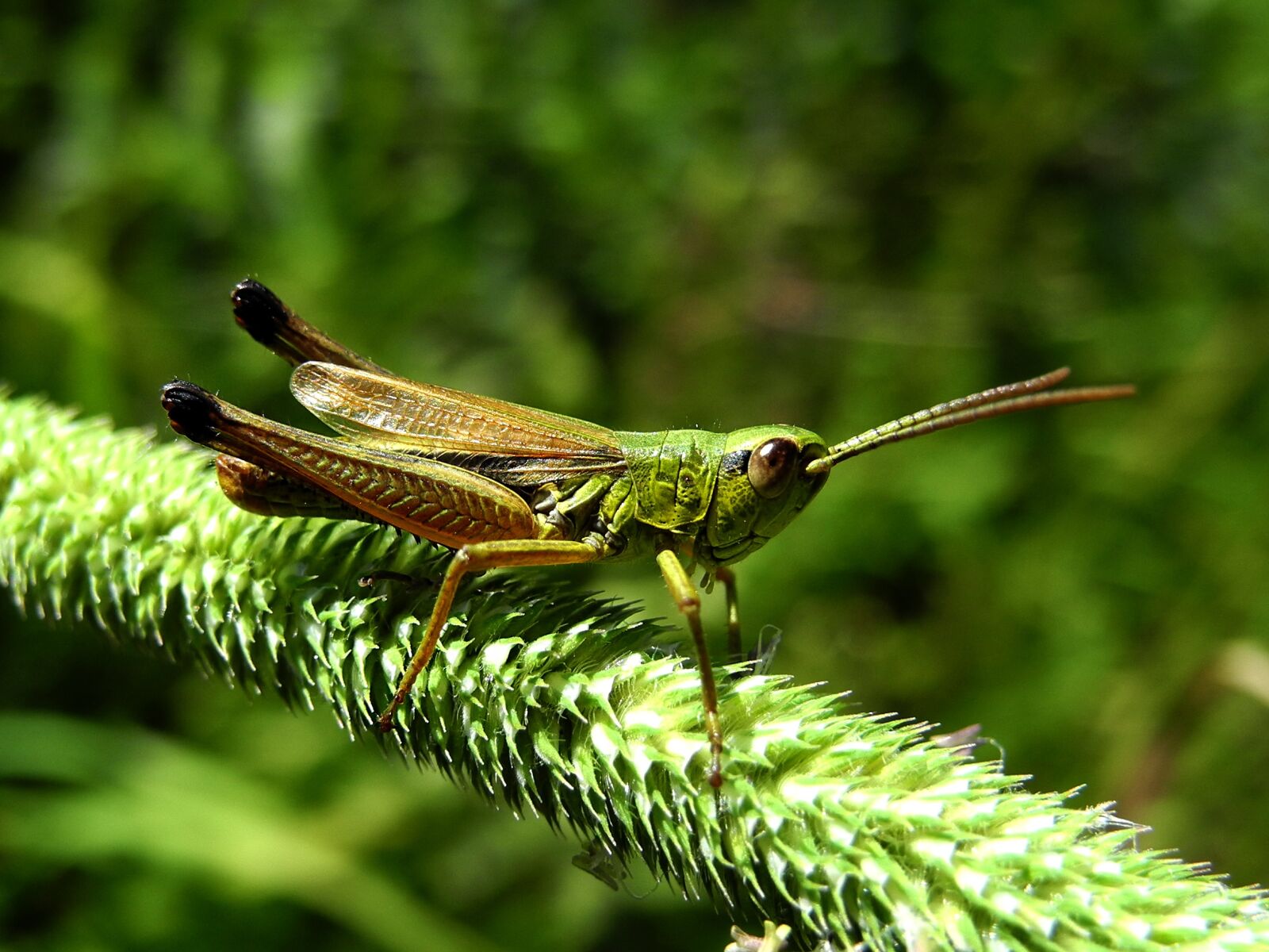 Nikon Coolpix P7000 sample photo. Grasshopper, in the grass photography
