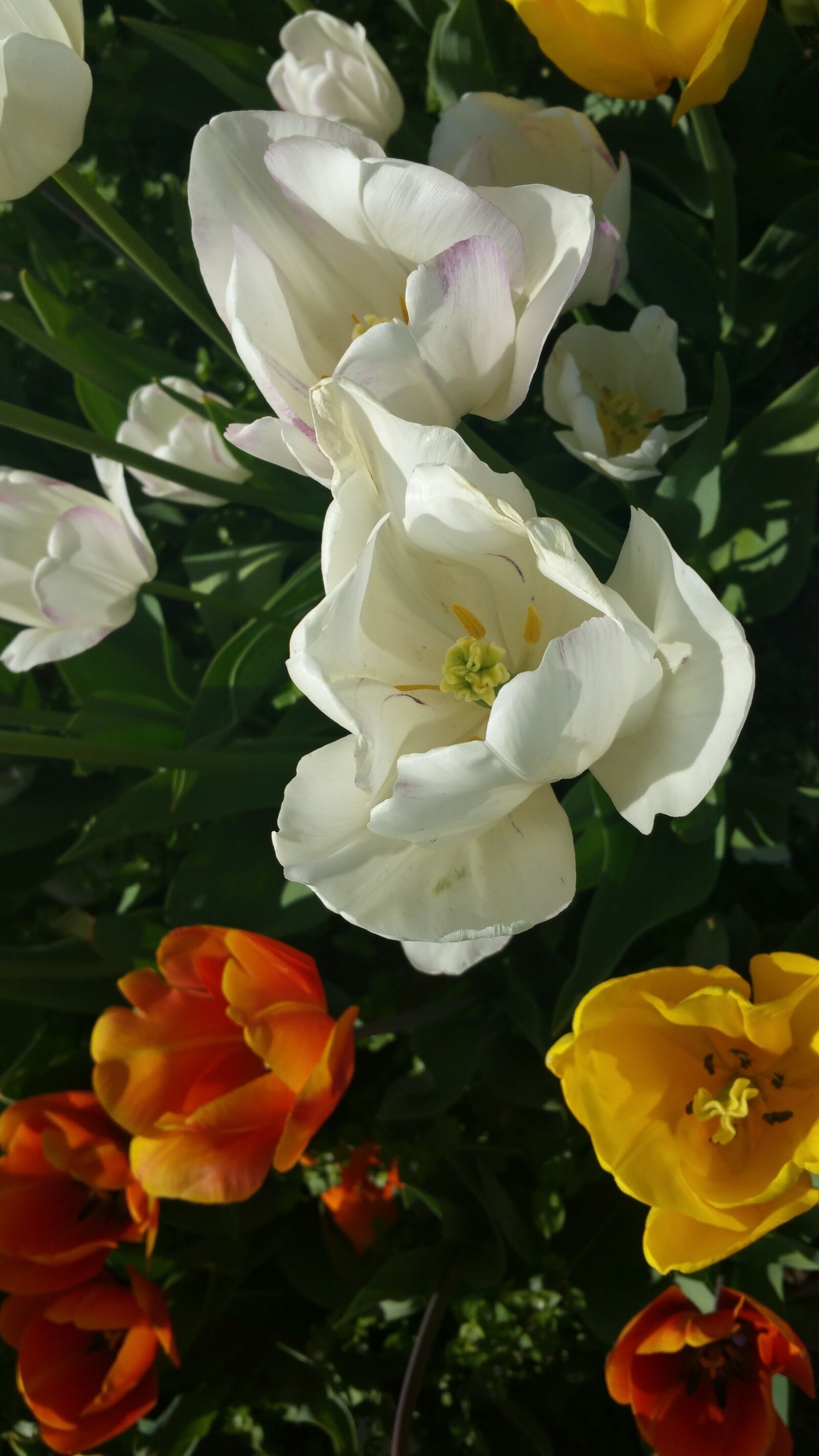 Samsung Galaxy Note4 sample photo. Garden, flowers, flower garden photography