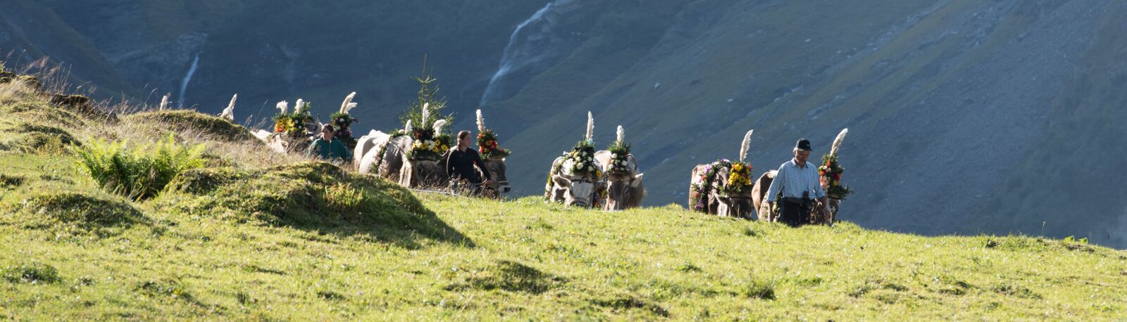 Nikon D810 sample photo. Alpine, désalpe, descent photography