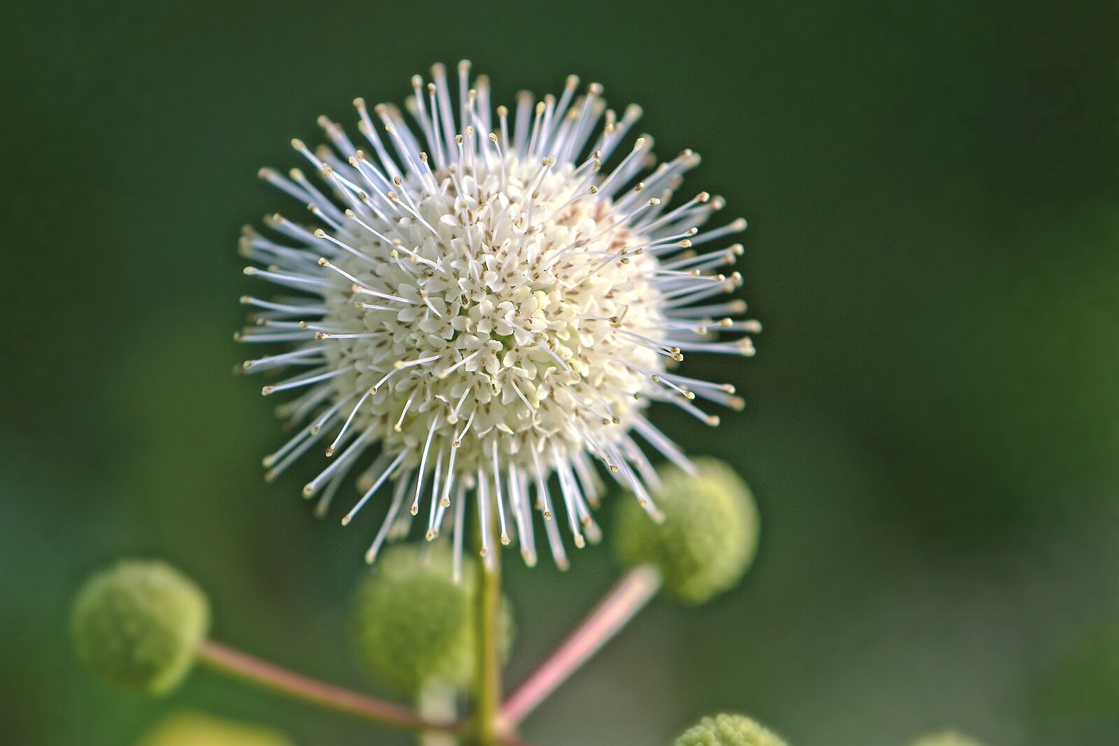 Nikon D5600 sample photo. Button bush, blossom, bloom photography