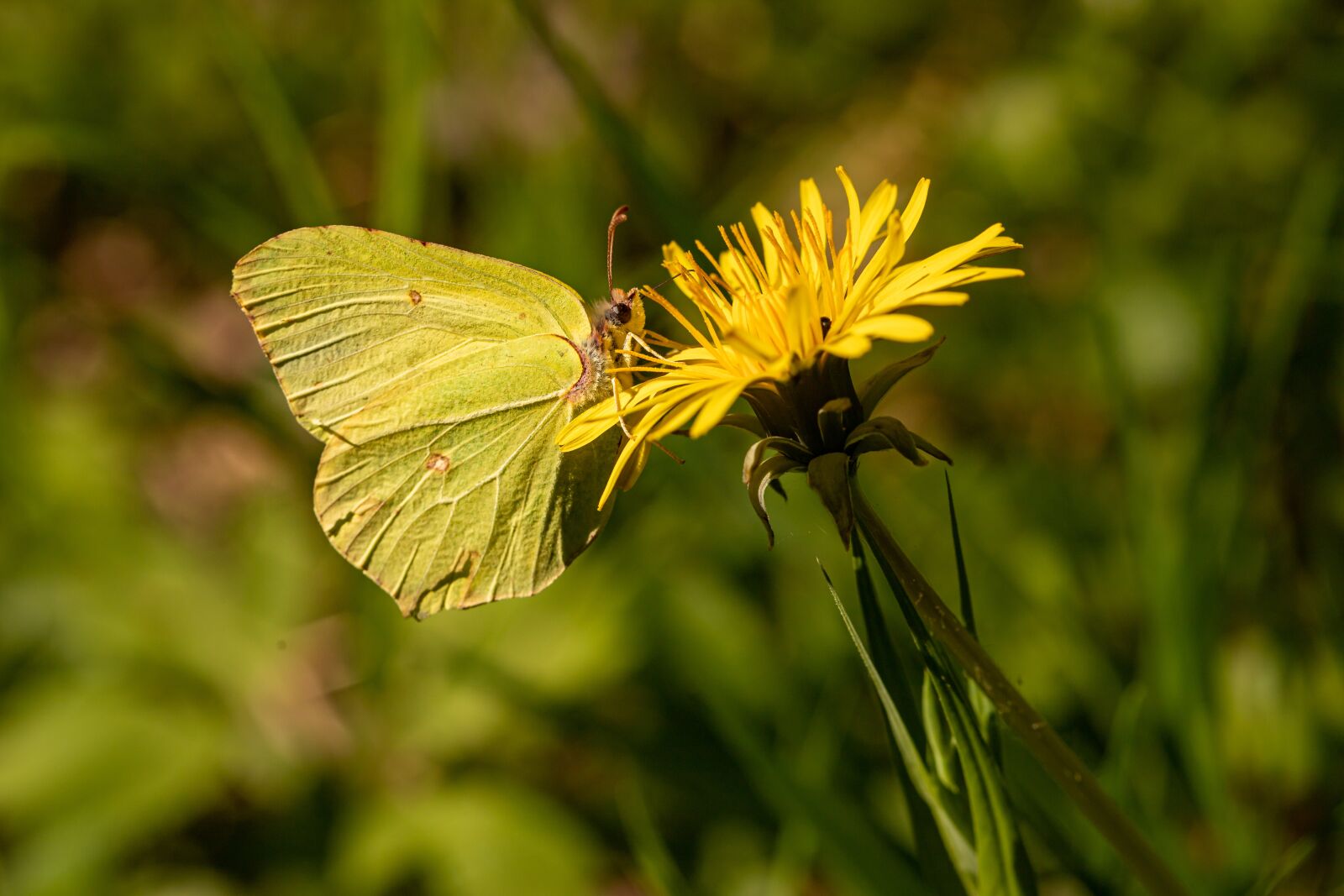 Canon EF 100mm F2.8L Macro IS USM sample photo. Butterfly, gonepteryx rhamni, dandelion photography