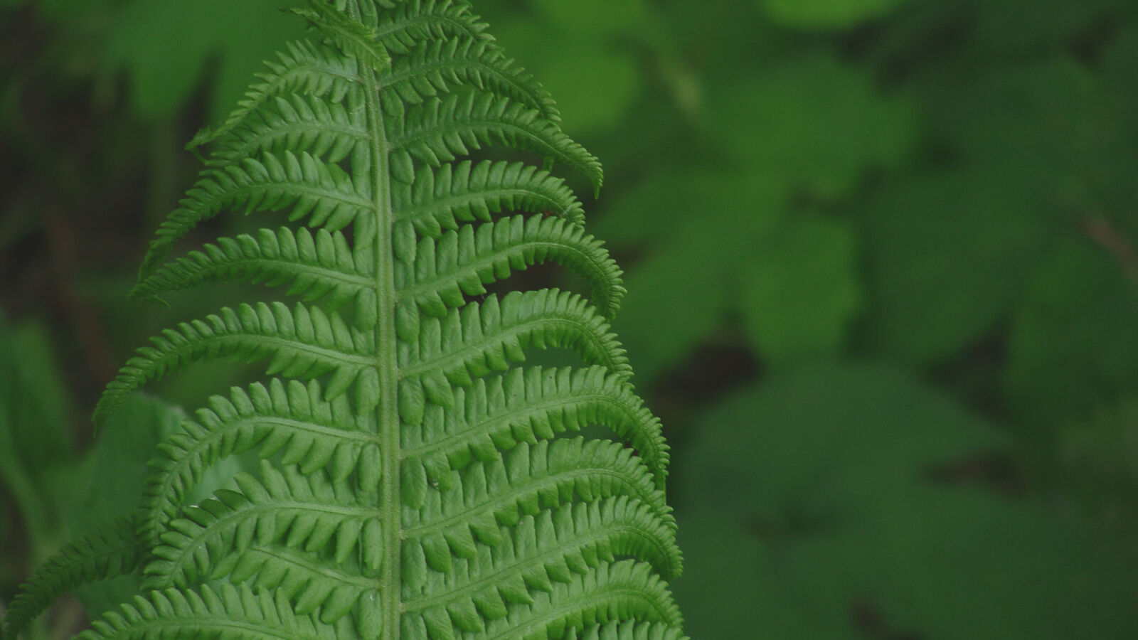 Sony Cyber-shot DSC-H10 sample photo. Brake, fern, grass, green photography