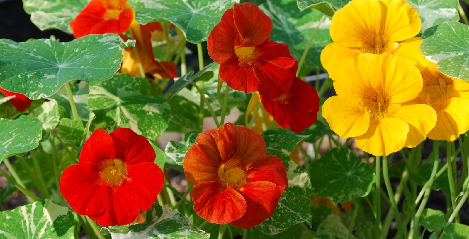 Nikon D60 sample photo. Flowers, red and yellow photography