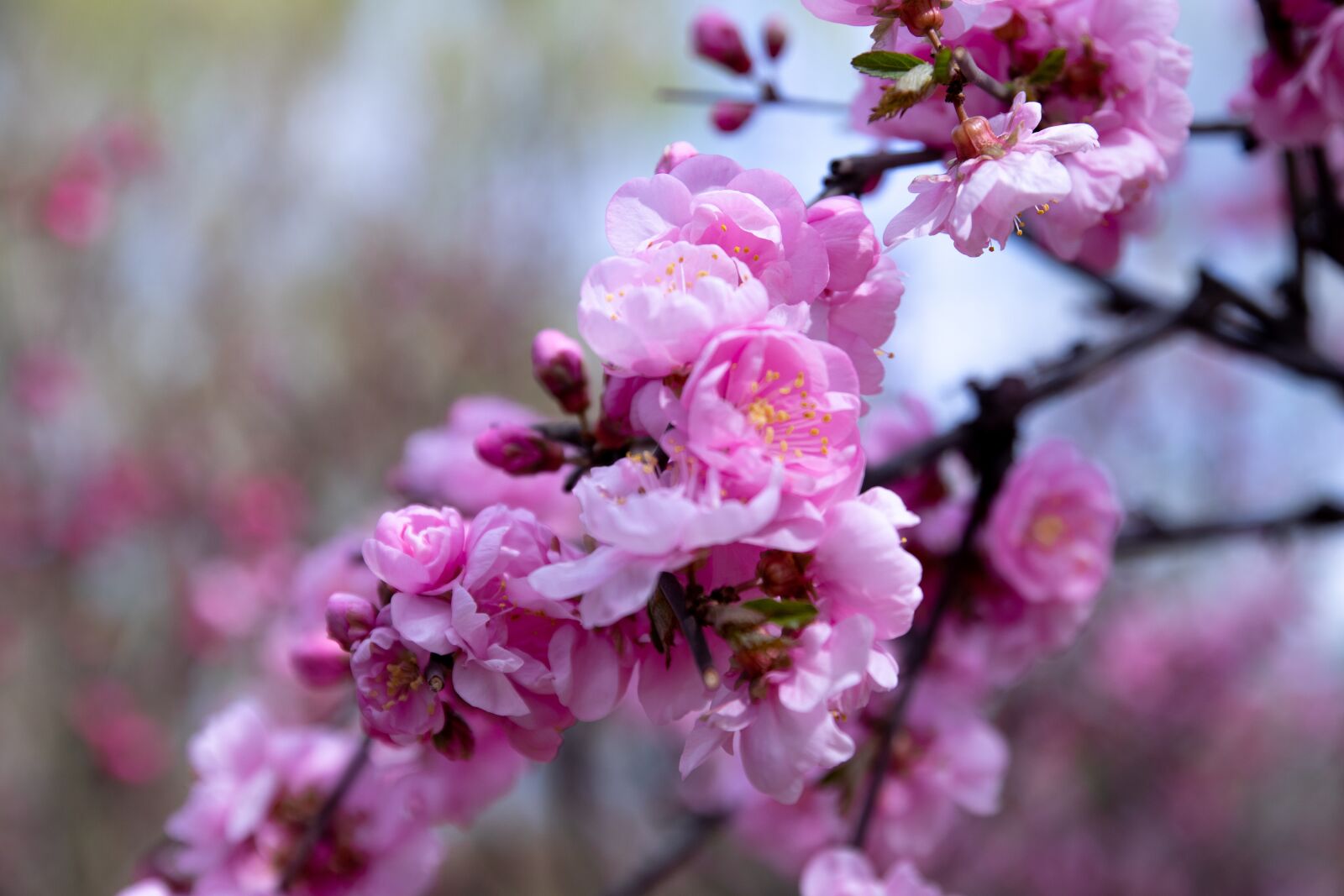 Canon EOS M6 sample photo. In full bloom, flower photography