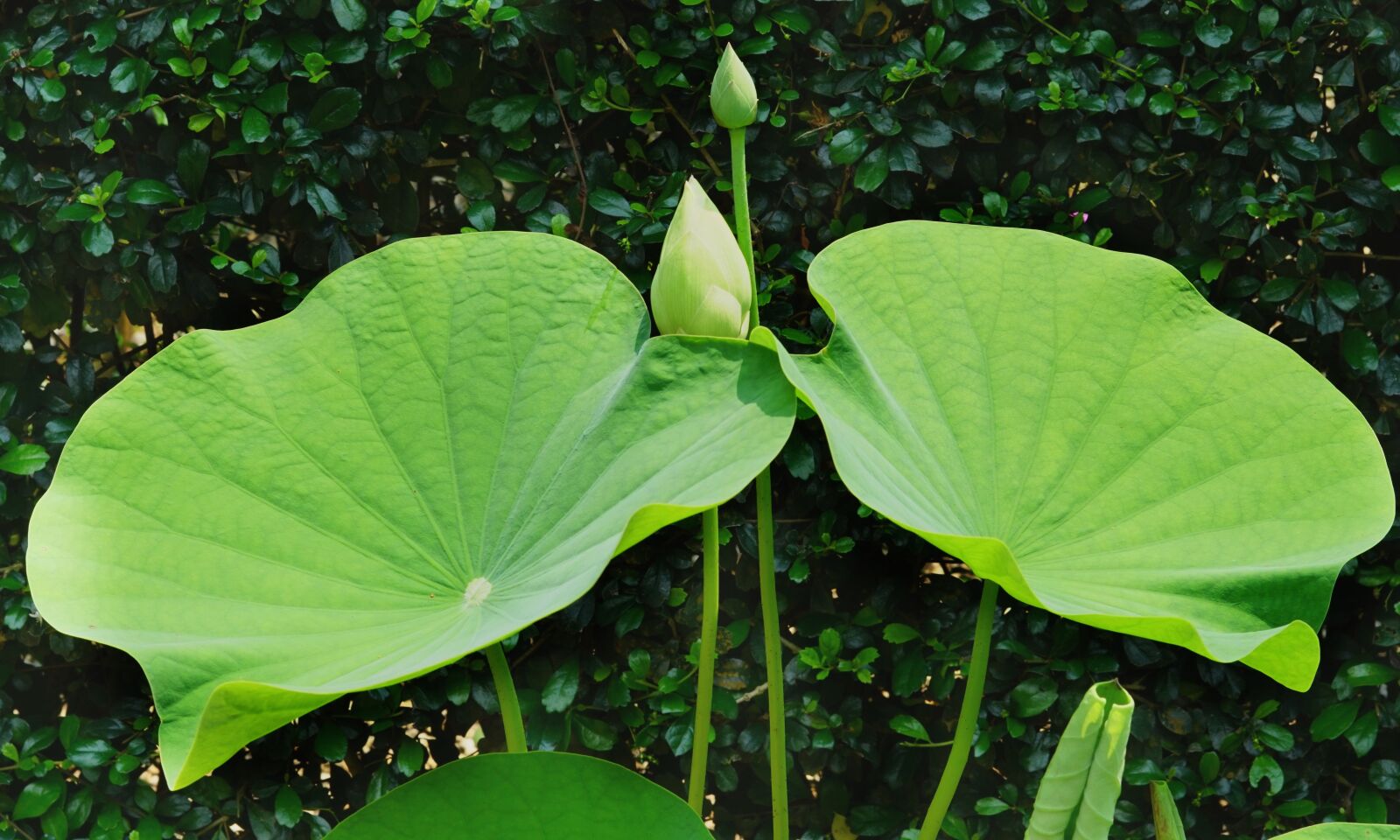Sony a6300 sample photo. Indian lotus, buds, growth photography