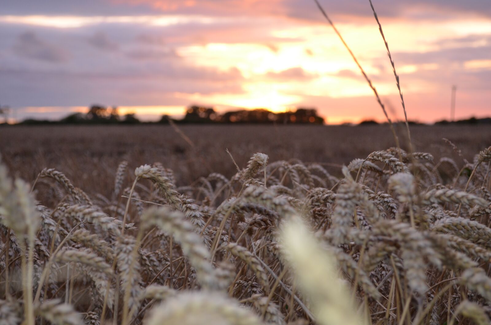 Nikon D5100 sample photo. Wheat field, sunset, harvest photography
