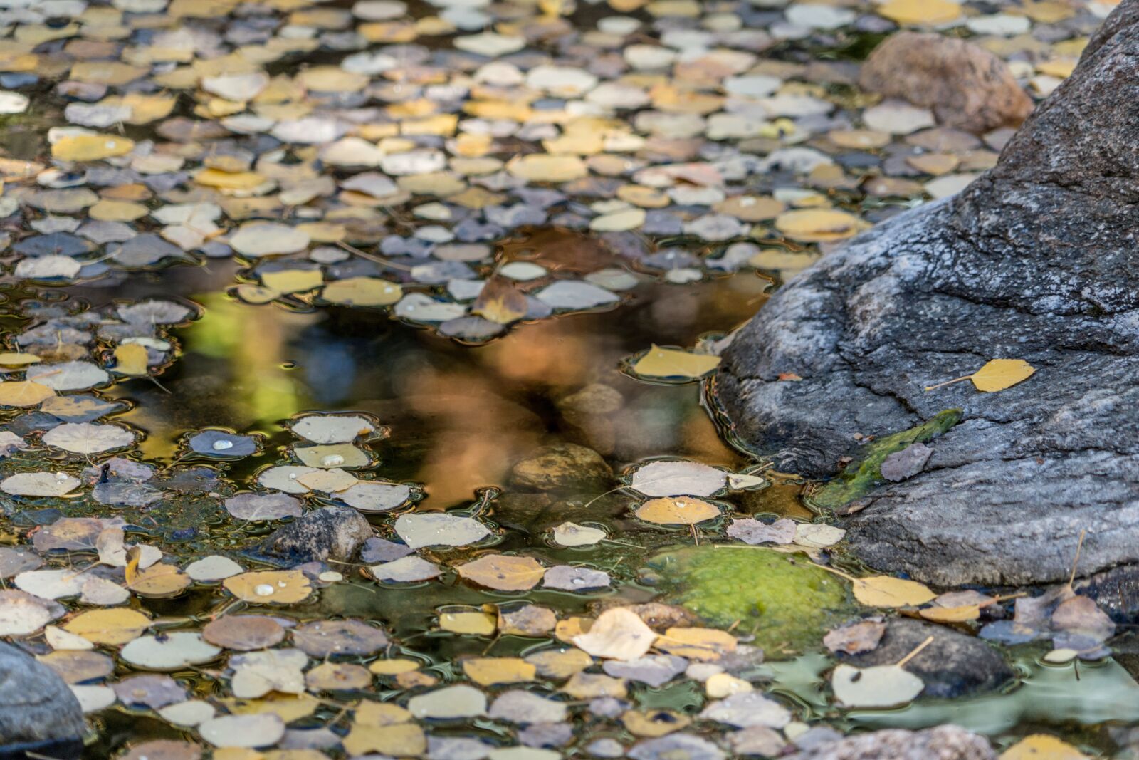 Sony a7R II + Sony FE 24-240mm F3.5-6.3 OSS sample photo. Pond, leaves, nature photography