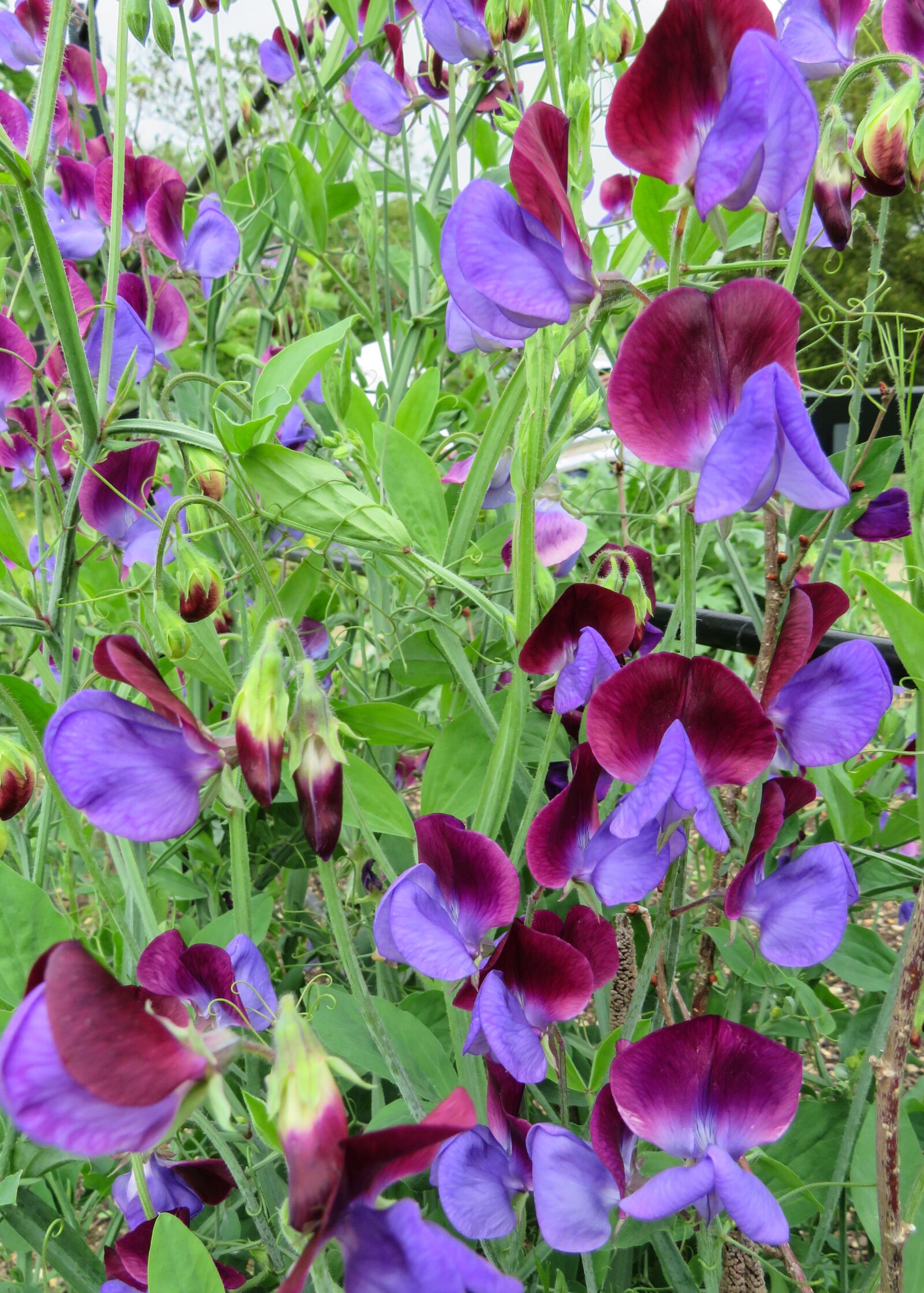 Canon PowerShot SX540 HS sample photo. Sweet, pea, flowers photography