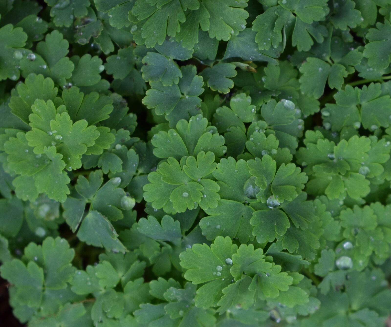 Nikon D3300 sample photo. Rain-wet columbine leaves, columbine photography