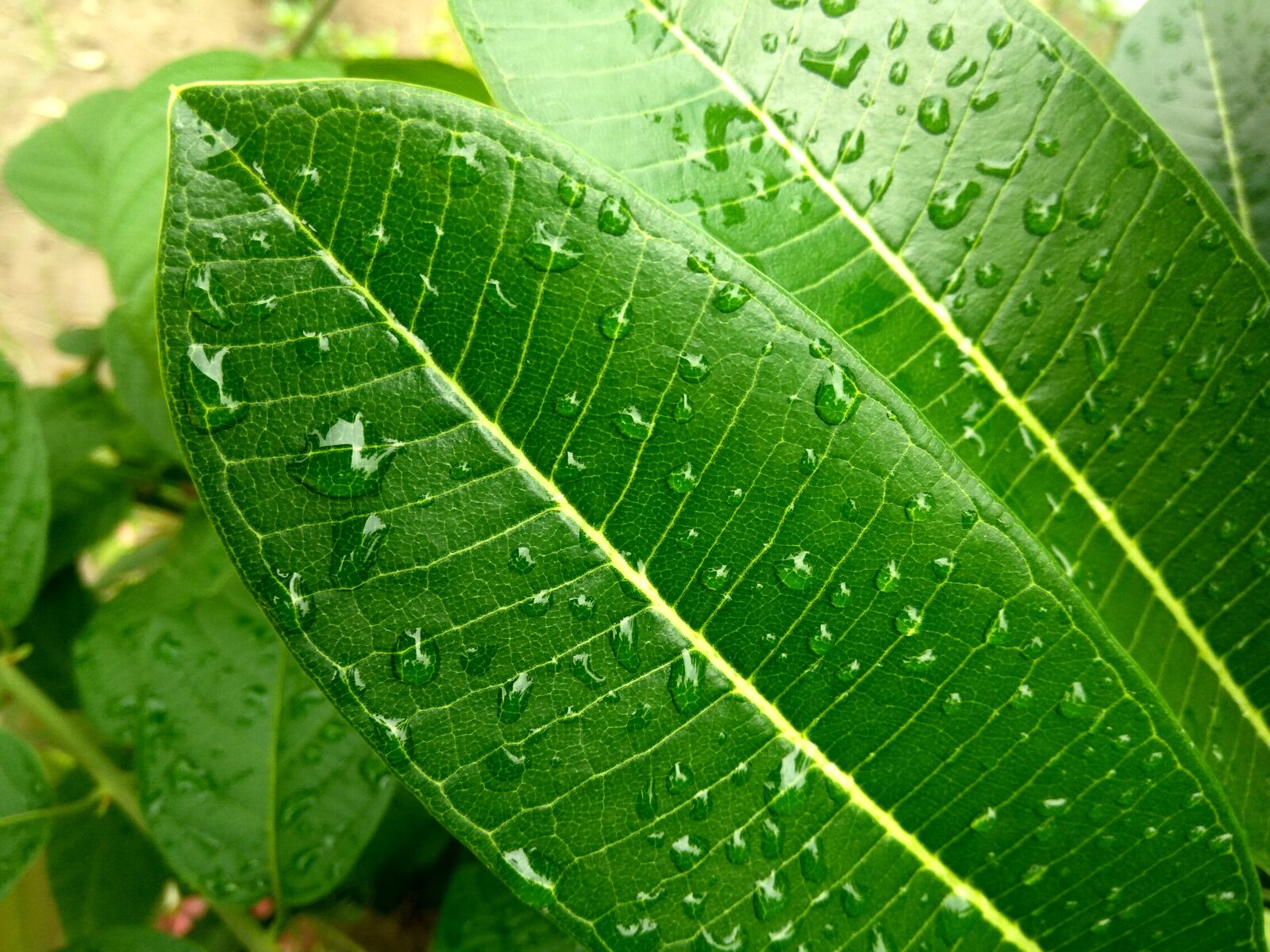 Xiaomi Redmi Note3 sample photo. Leaf, rain, rainy day photography