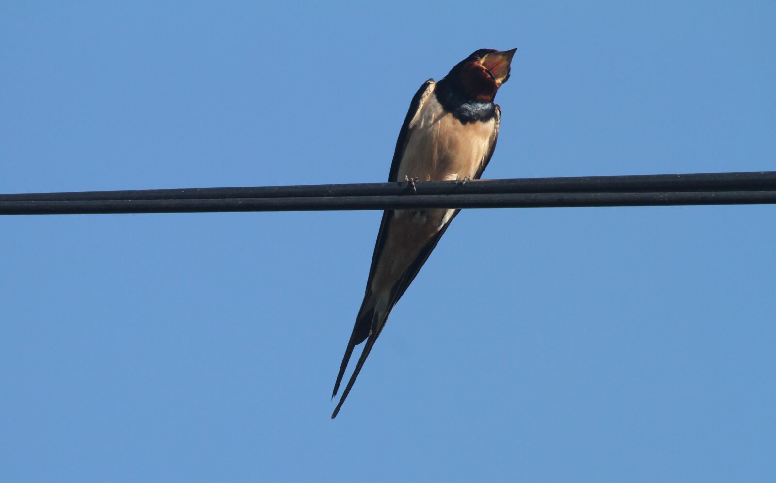 Canon EOS 7D + Canon EF 100-400mm F4.5-5.6L IS USM sample photo. Swallow, wire, sky photography