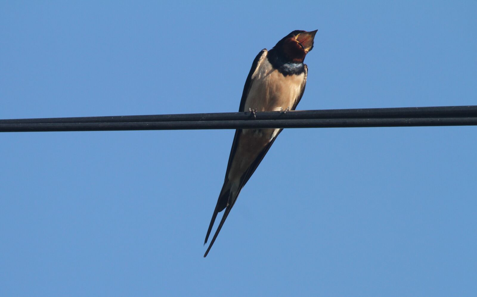 Canon EF 100-400mm F4.5-5.6L IS USM sample photo. Swallow, wire, sky photography