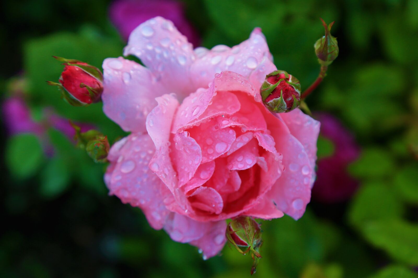 Canon EOS 5D Mark III sample photo. Rose, spring, nature photography