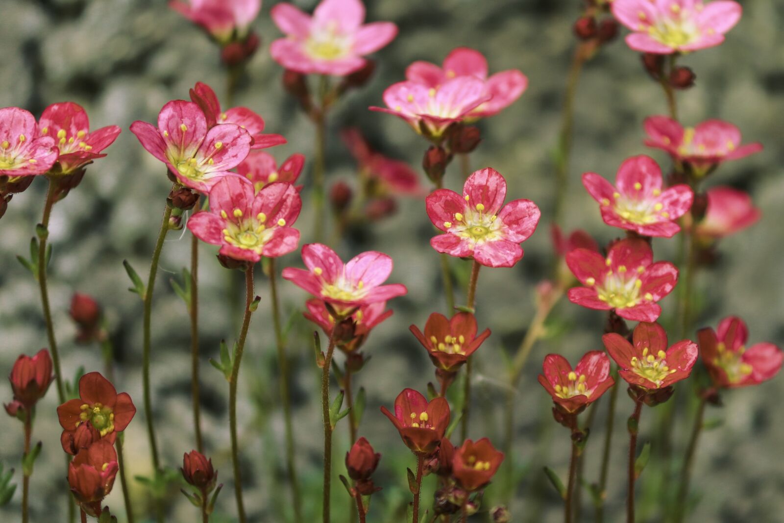 Canon EOS 200D (EOS Rebel SL2 / EOS Kiss X9) sample photo. Saxifrage, flowers, saxifraga photography