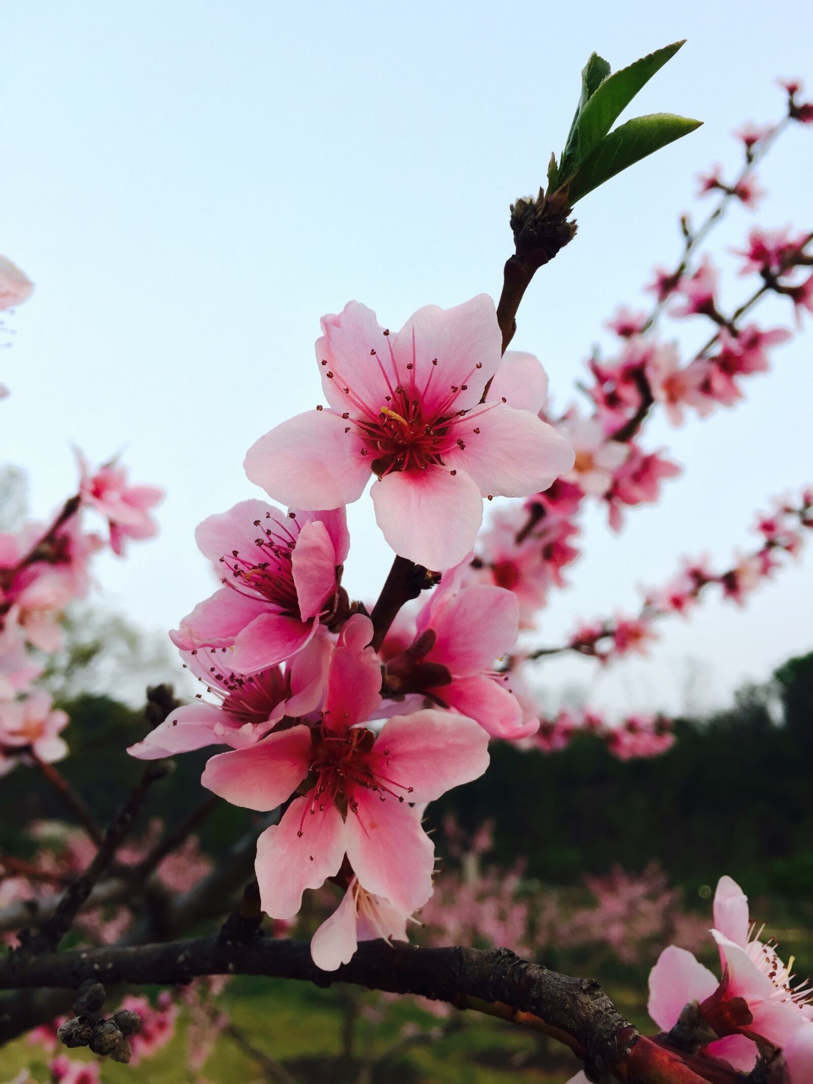 iPhone 6 Plus back camera 4.15mm f/2.2 sample photo. Spring, flowers, pink photography