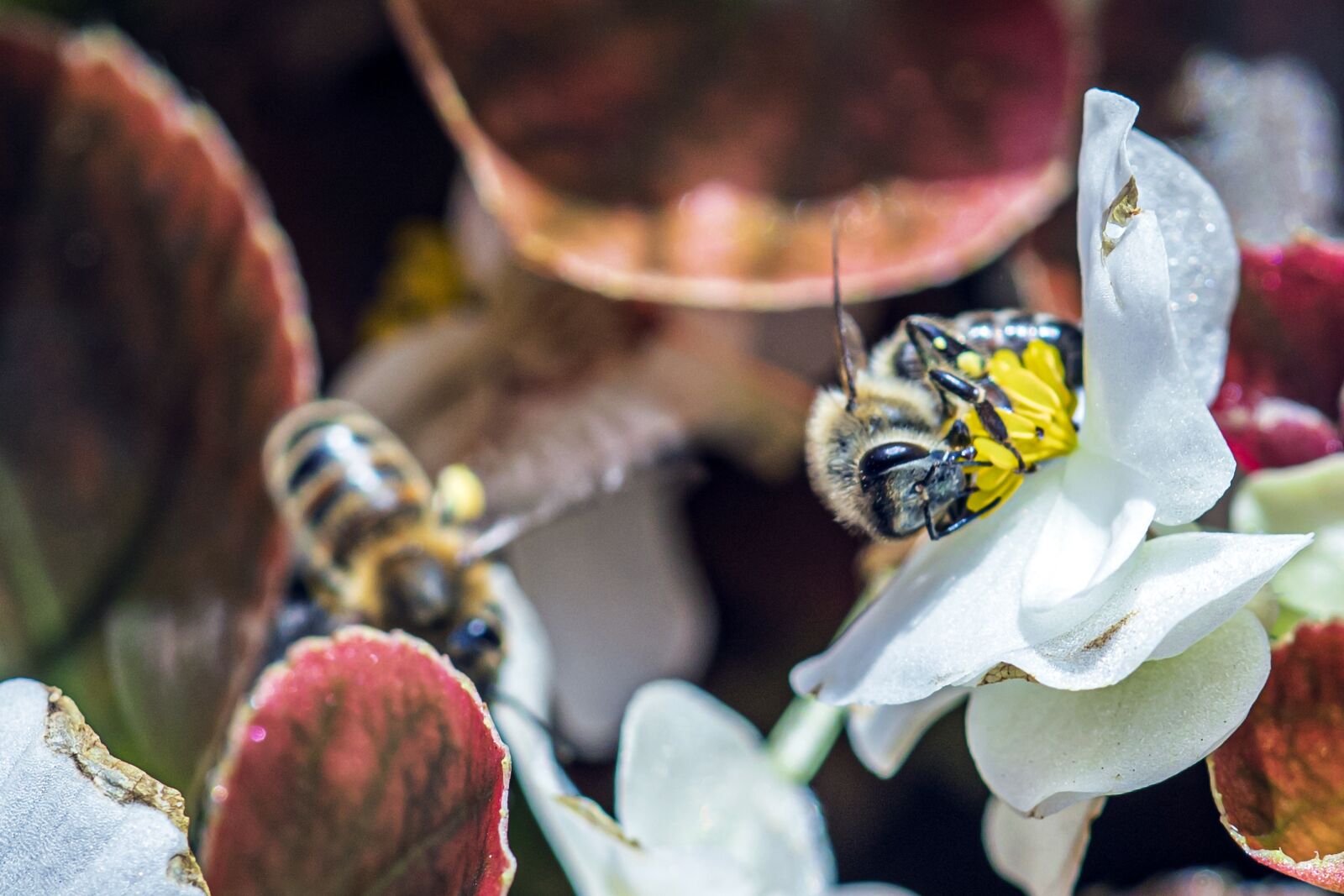 Canon EF 180mm F3.5L Macro USM sample photo. Nature, bee, flower photography