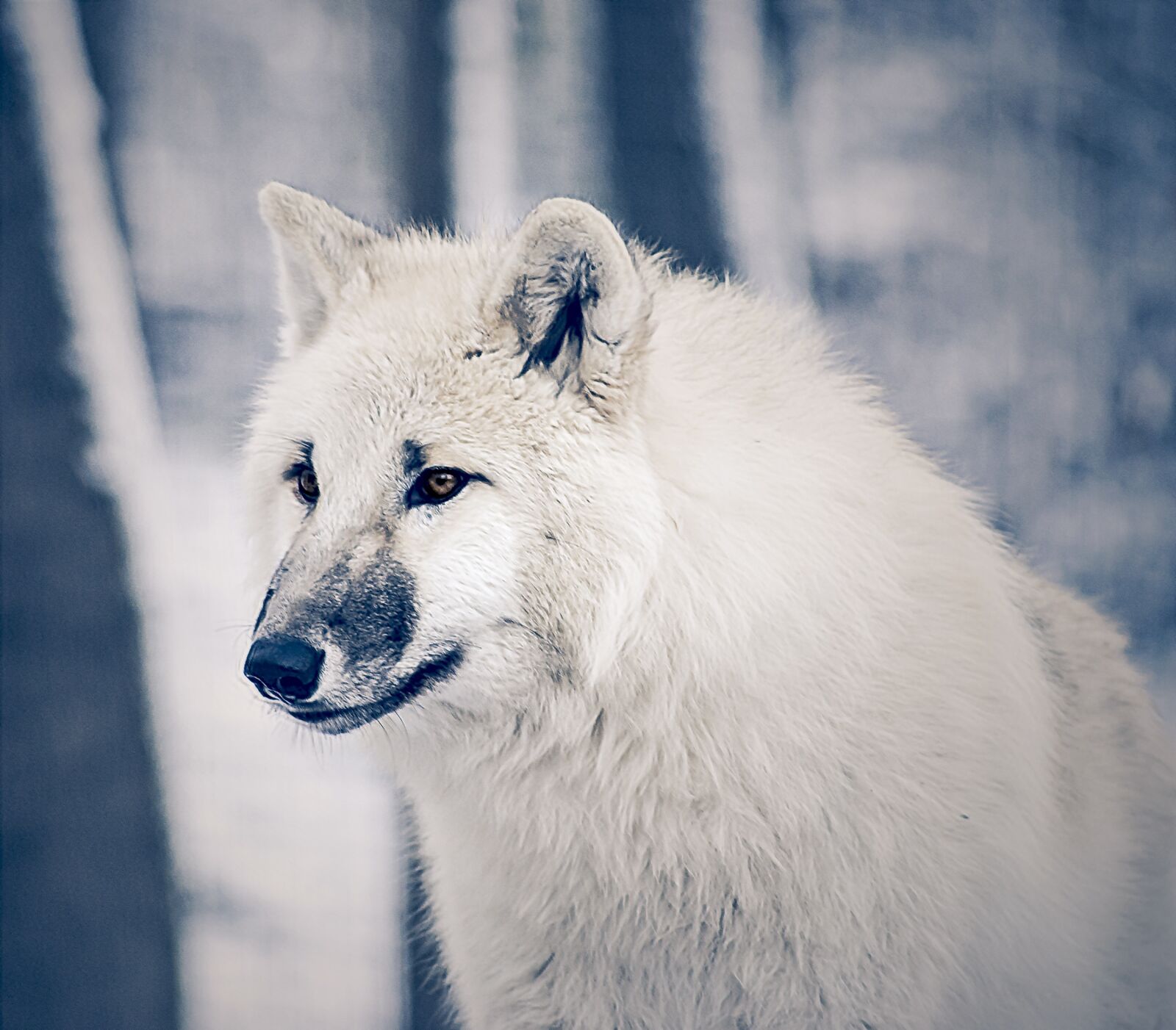 Nikon D60 sample photo. Zoo, wolf, predator photography